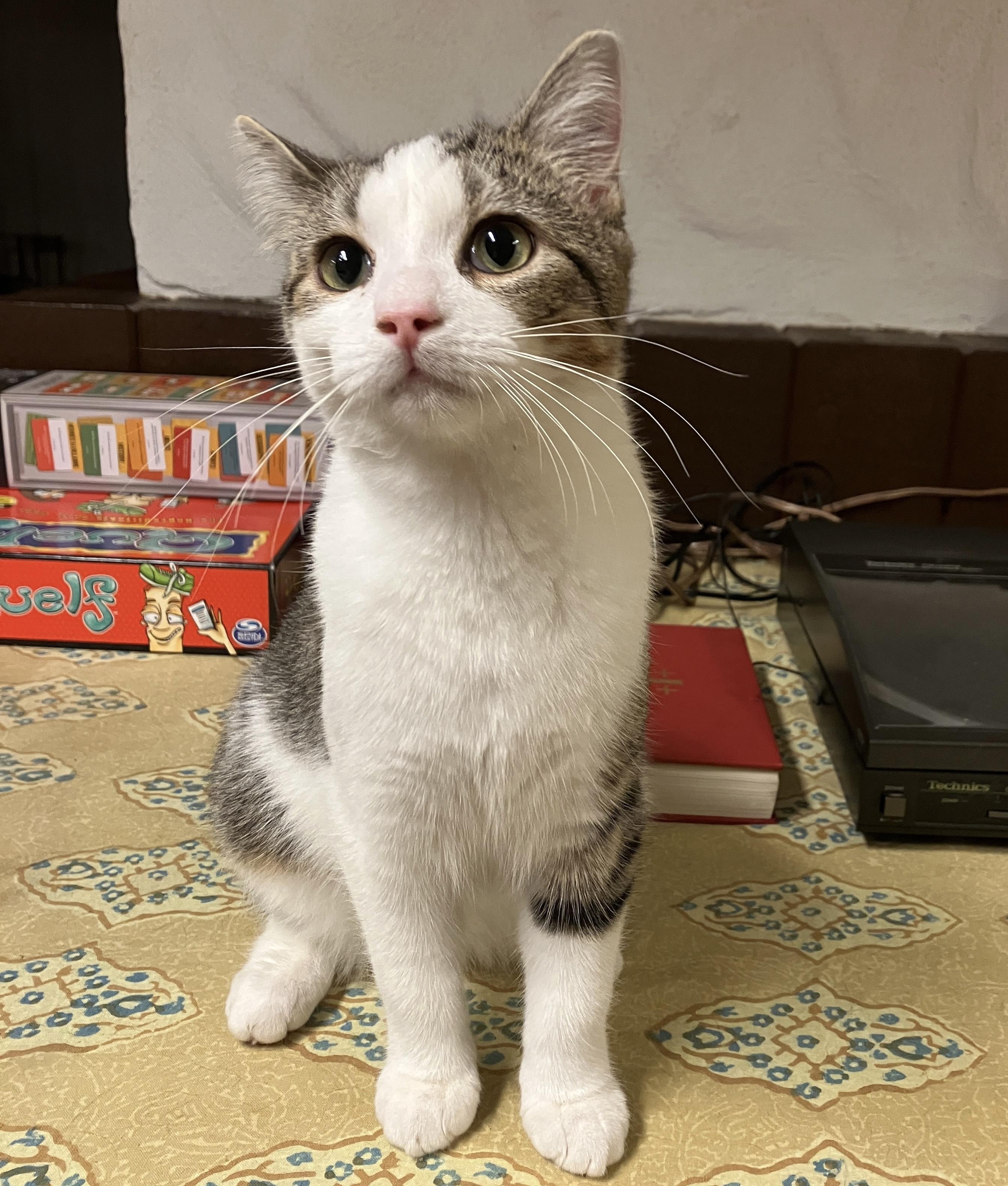 Enlarge Twix, a Adoptable Domestic Short Hair in China Township, MI image 3/6