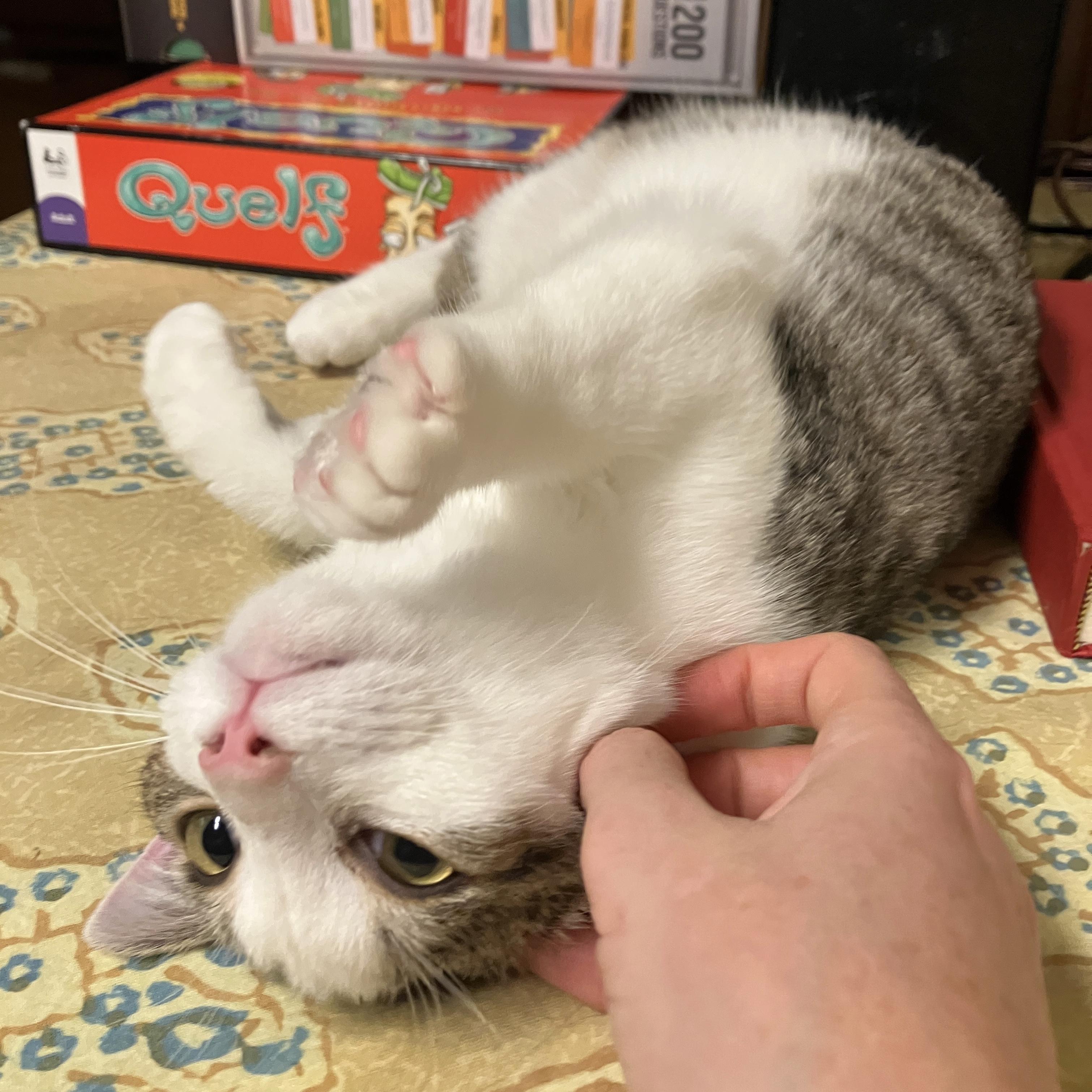 Enlarge Twix, a Adoptable Domestic Short Hair in China Township, MI image 4/6