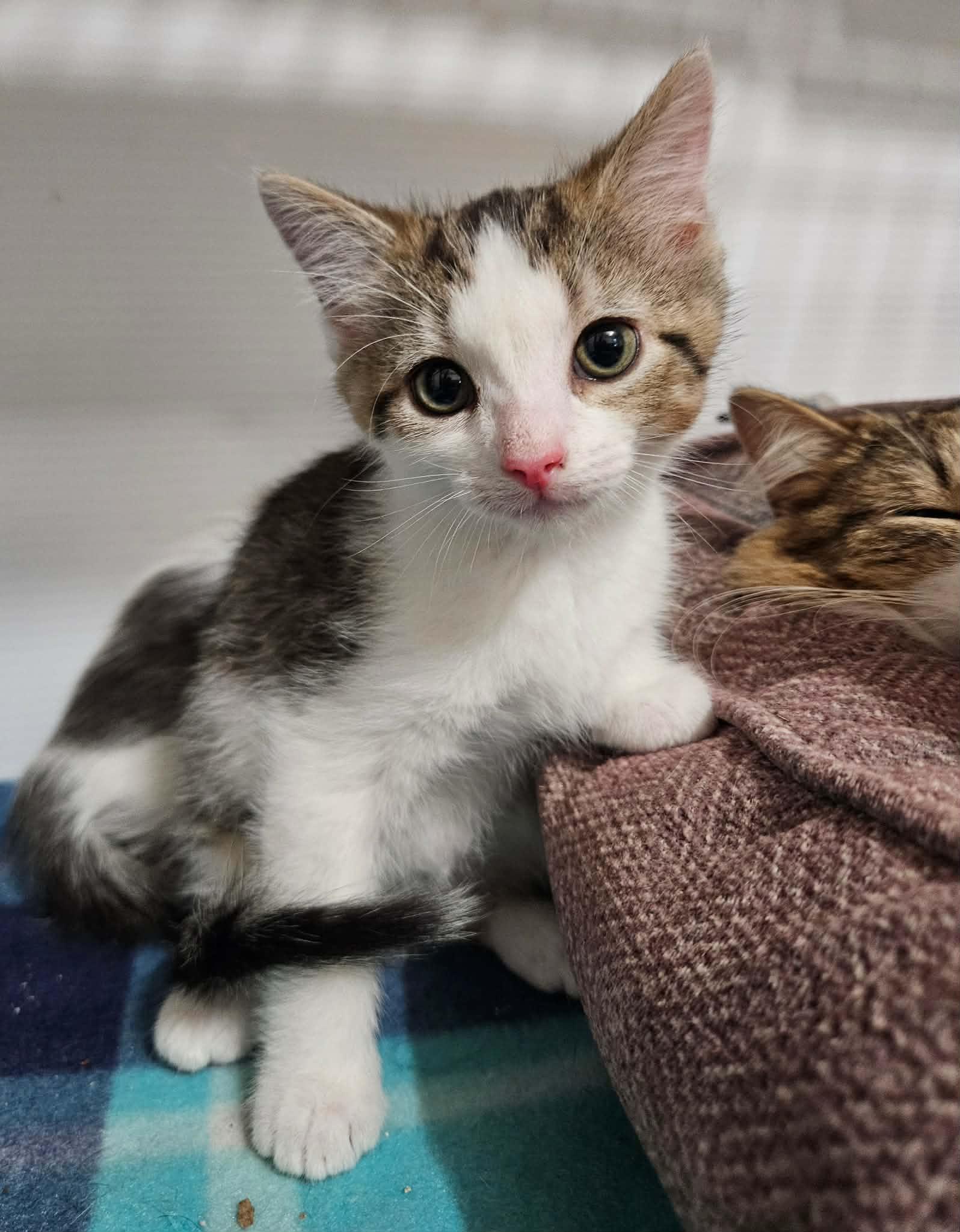 Enlarge Twix, a ADOPTABLE Domestic Short Hair in China Township, MI image 3/6