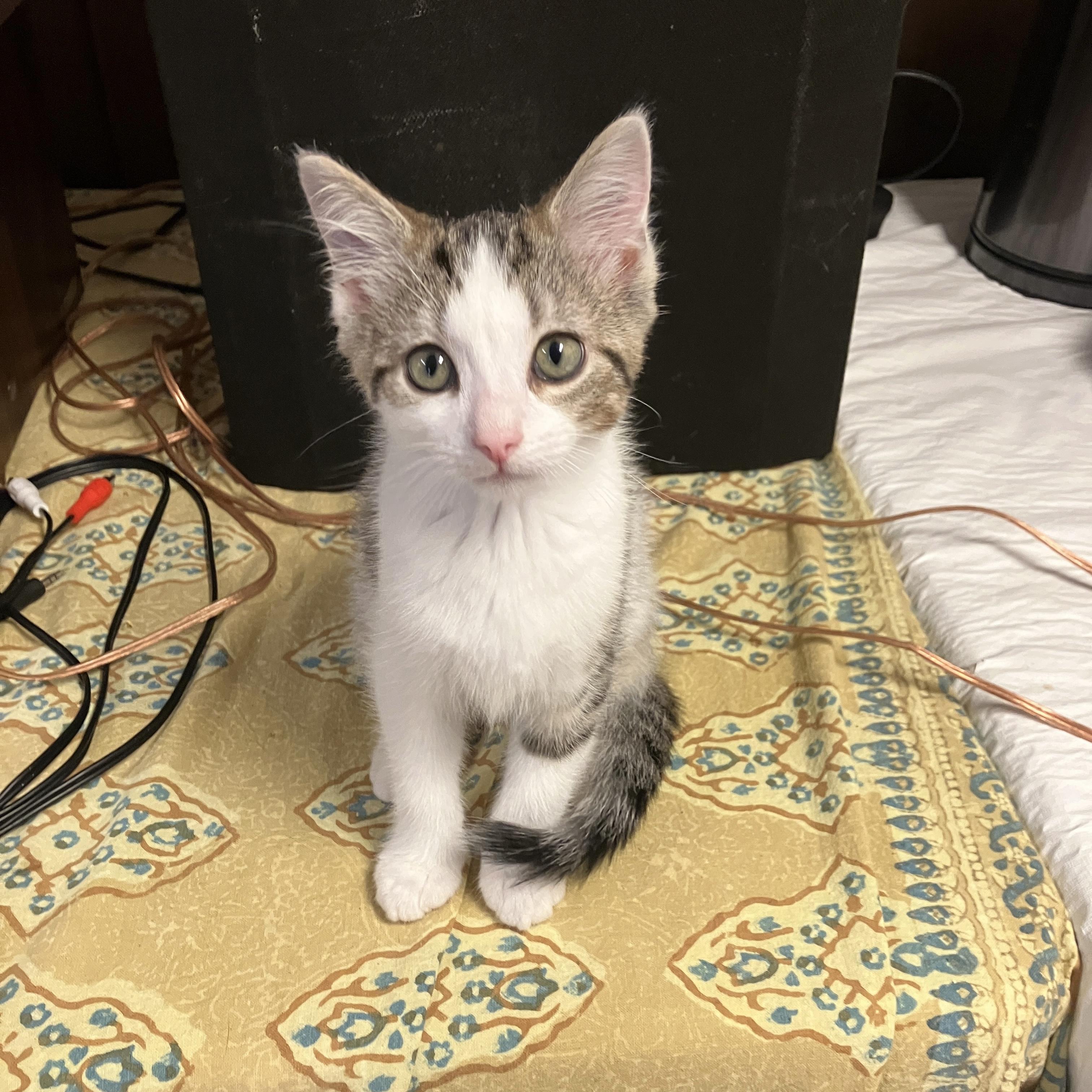 Enlarge Twix, a ADOPTABLE Domestic Short Hair in China Township, MI image 2/6