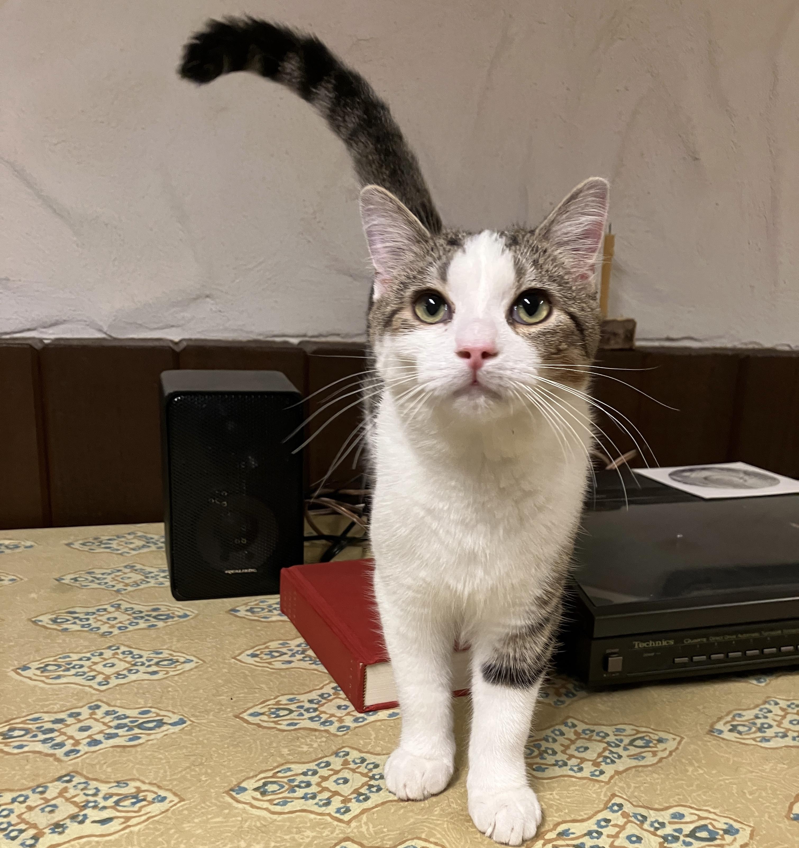 Enlarge Twix, a Adoptable Domestic Short Hair in China Township, MI image 1/6