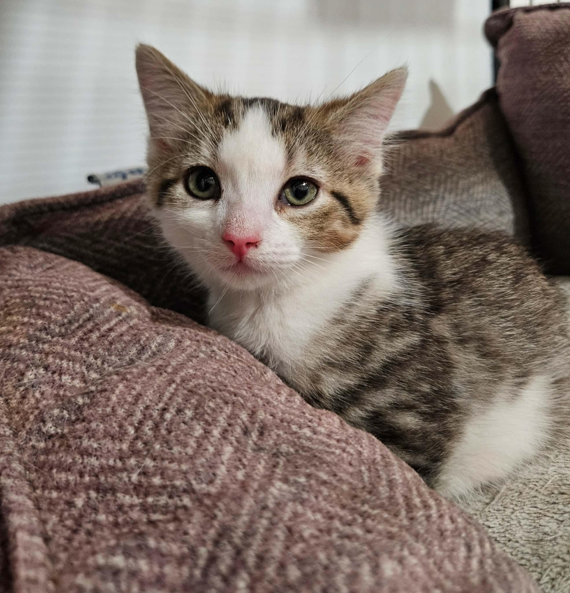 Enlarge Twix, a ADOPTABLE Domestic Short Hair in China Township, MI image 4/6