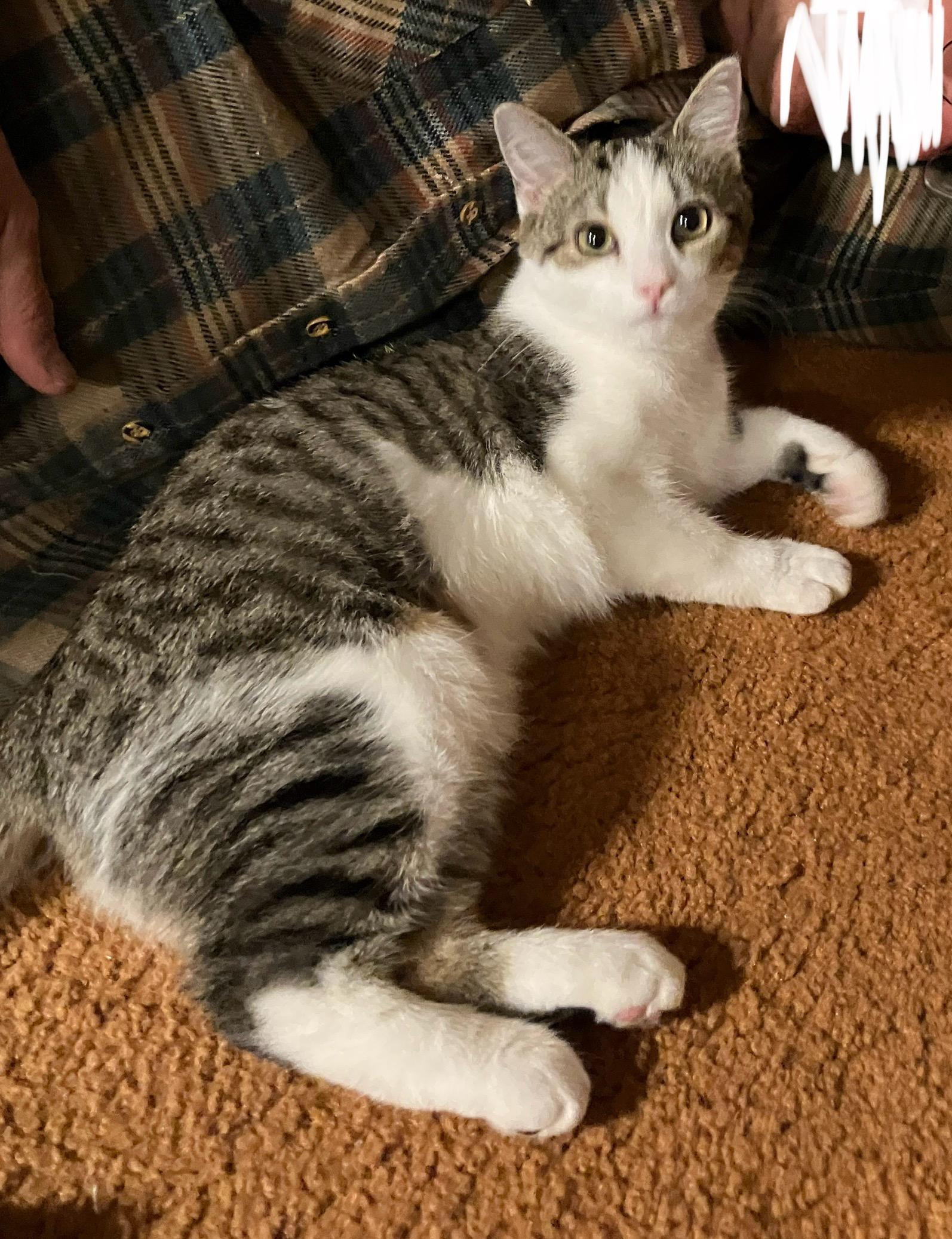 Enlarge Twix, a Adoptable Domestic Short Hair in China Township, MI image 5/6
