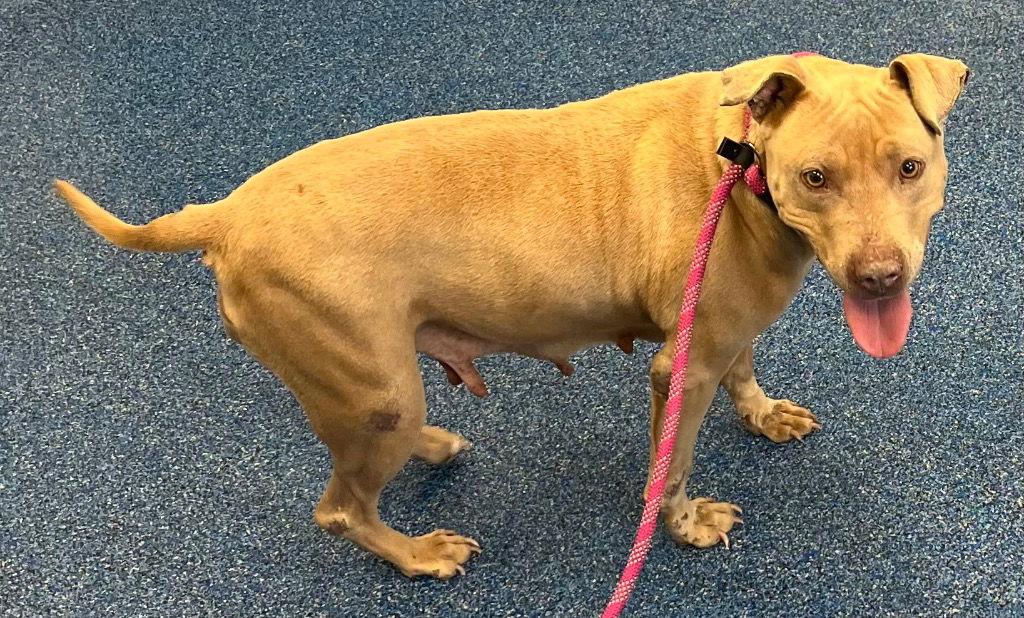 26-052 Royalty, Adoptable, Adult Female Pit Bull Terrier.