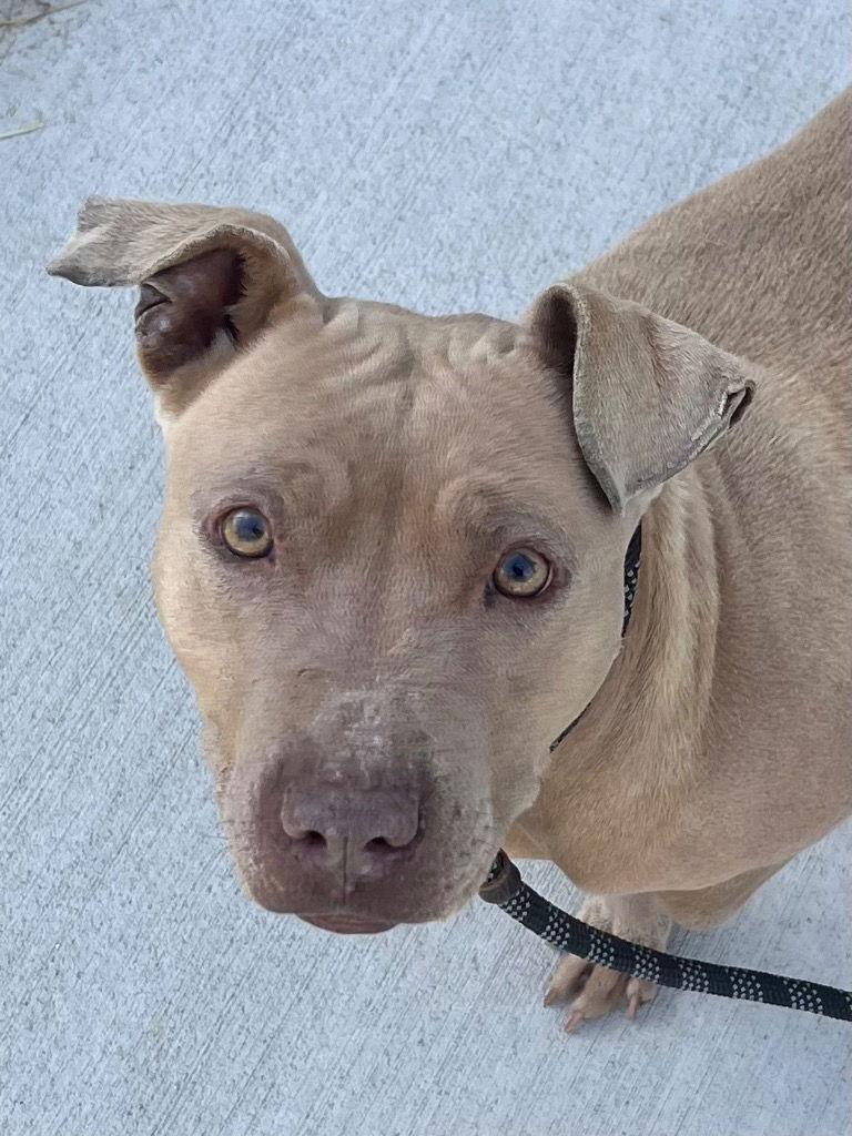 Enlarge 26-052 Royalty, a Adoptable Pit Bull Terrier in Tarboro, NC image 2/3