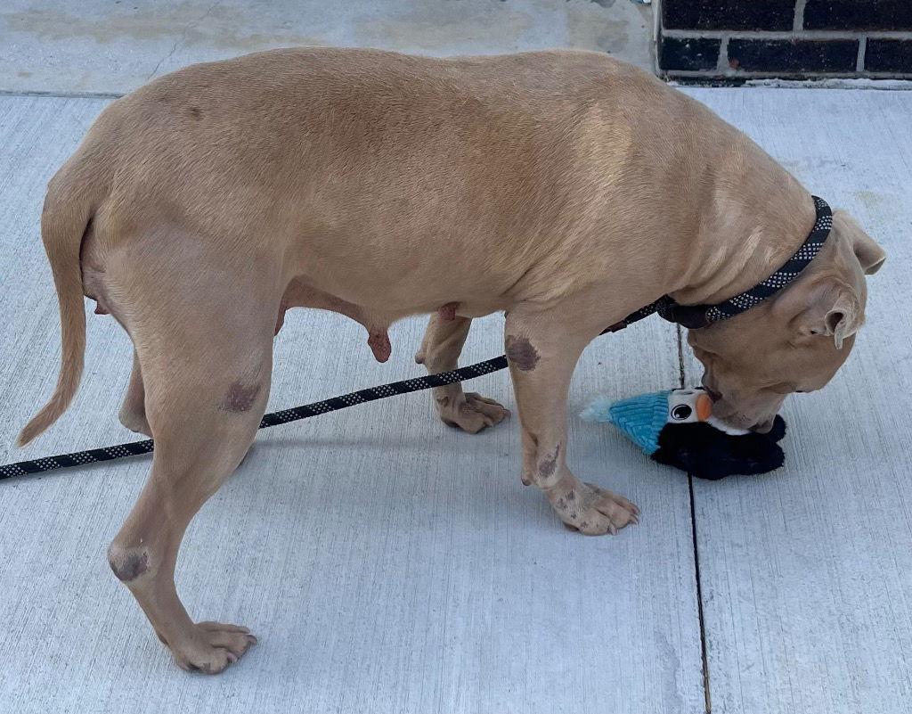 Enlarge 26-052 Royalty, a Adoptable Pit Bull Terrier in Tarboro, NC image 3/3