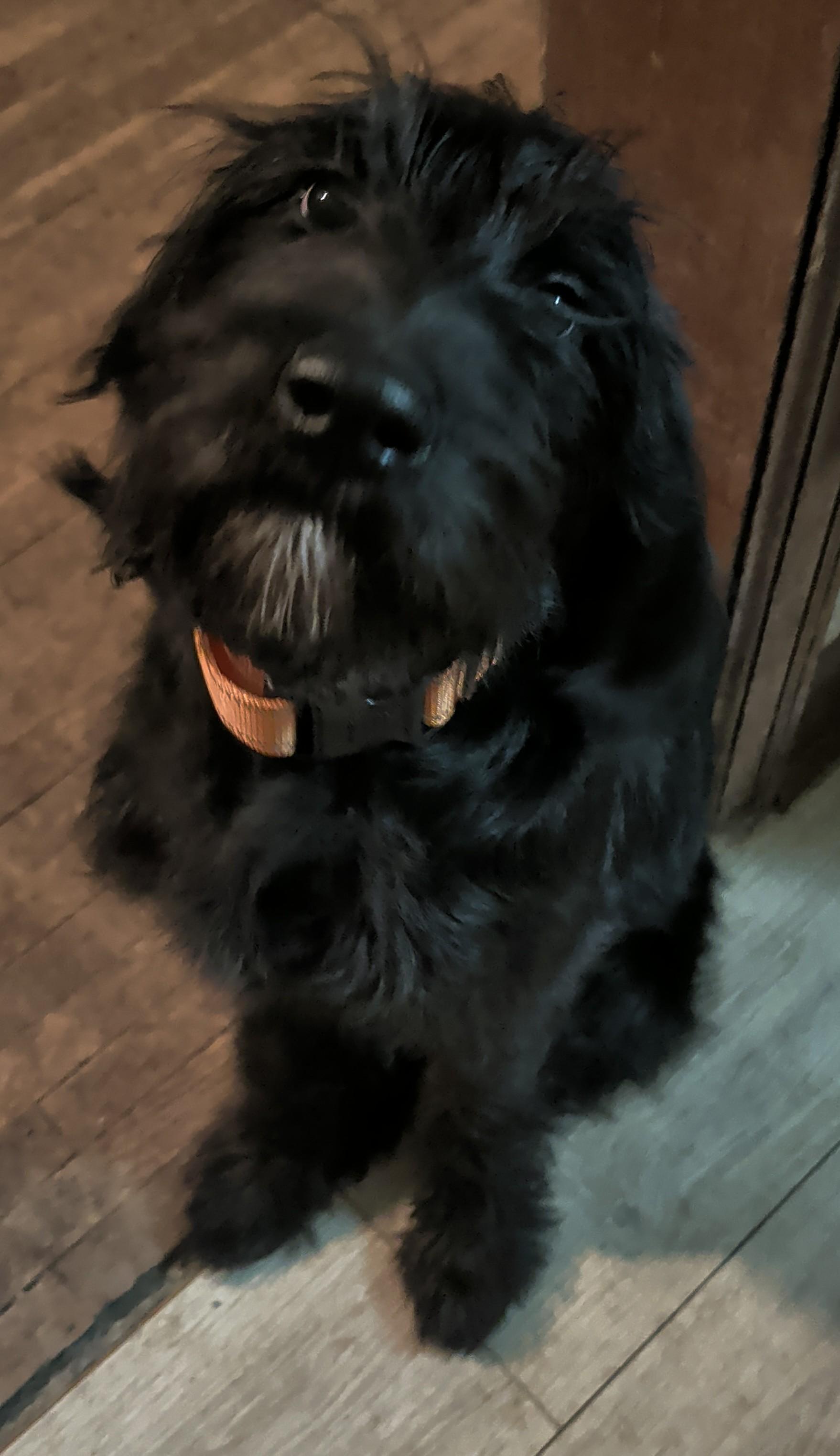 Enlarge Lady, an adopted mixed breed in Brainerd, MN image 2/3