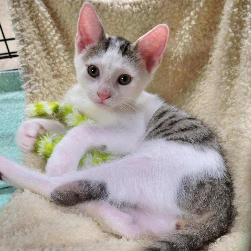 Enlarge Siberia, a Adoptable Domestic Short Hair in Pennsville, NJ image 1/1