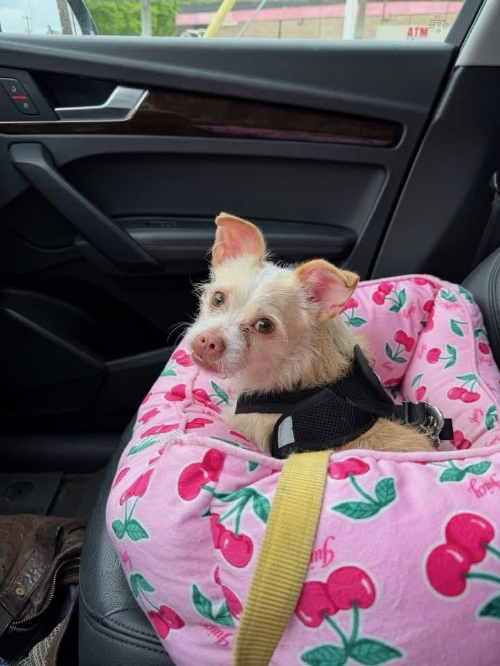 Benji, adopted, Young Male Terrier & Mixed Breed.