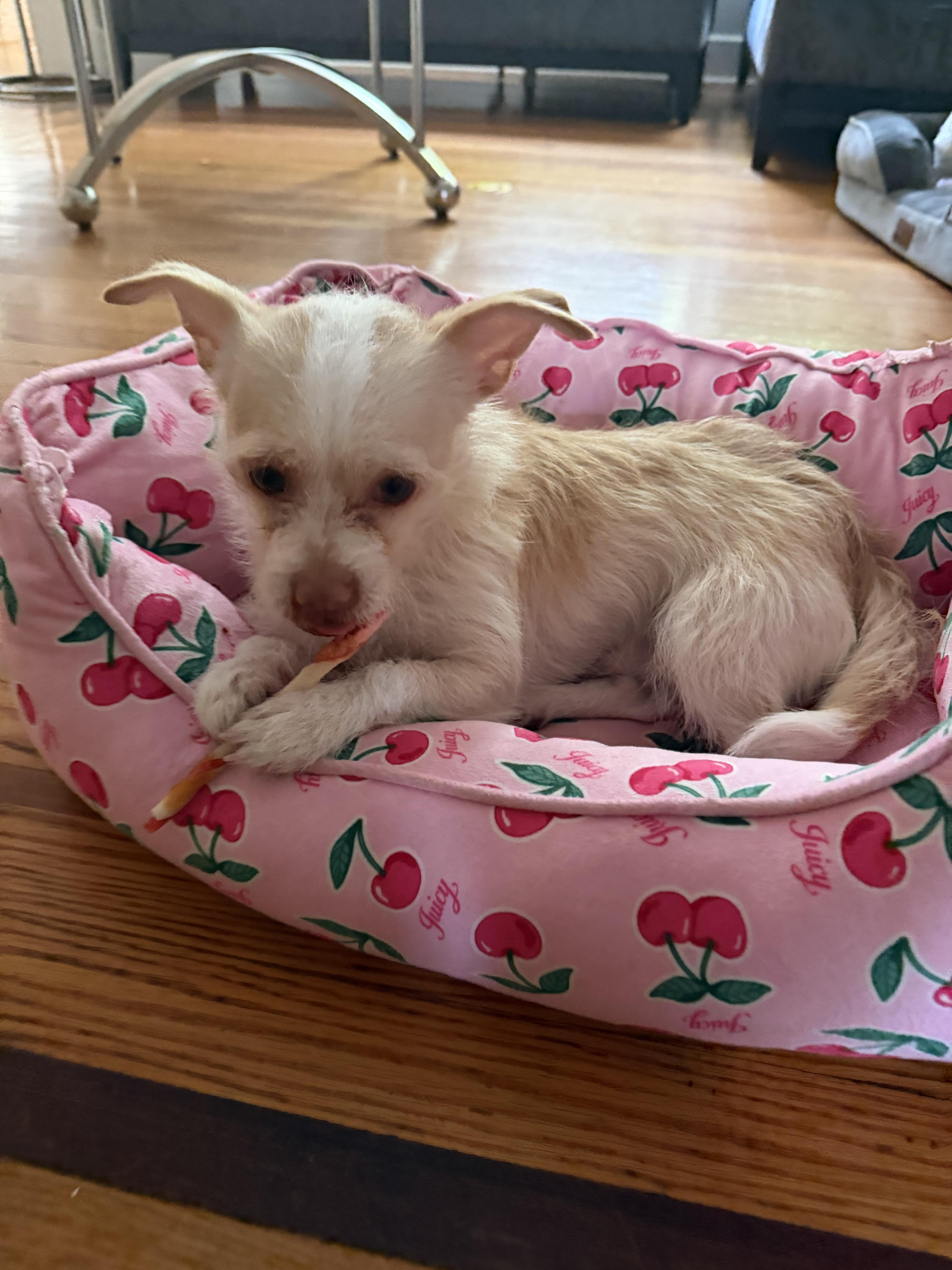 Enlarge Benji, an adopted mixed breed in Montclair, NJ image 3/6