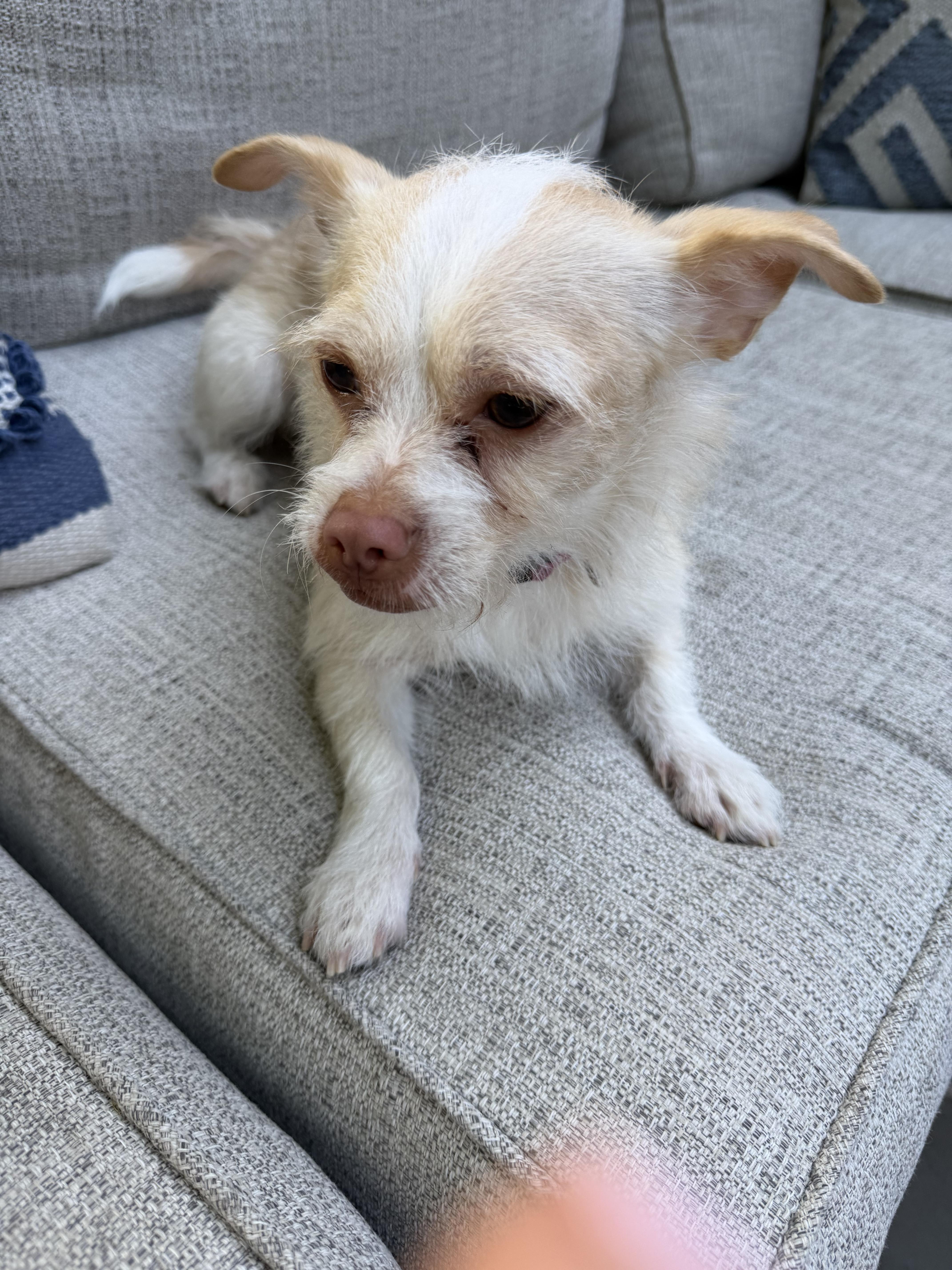 Enlarge Benji, an adopted mixed breed in Montclair, NJ image 2/6