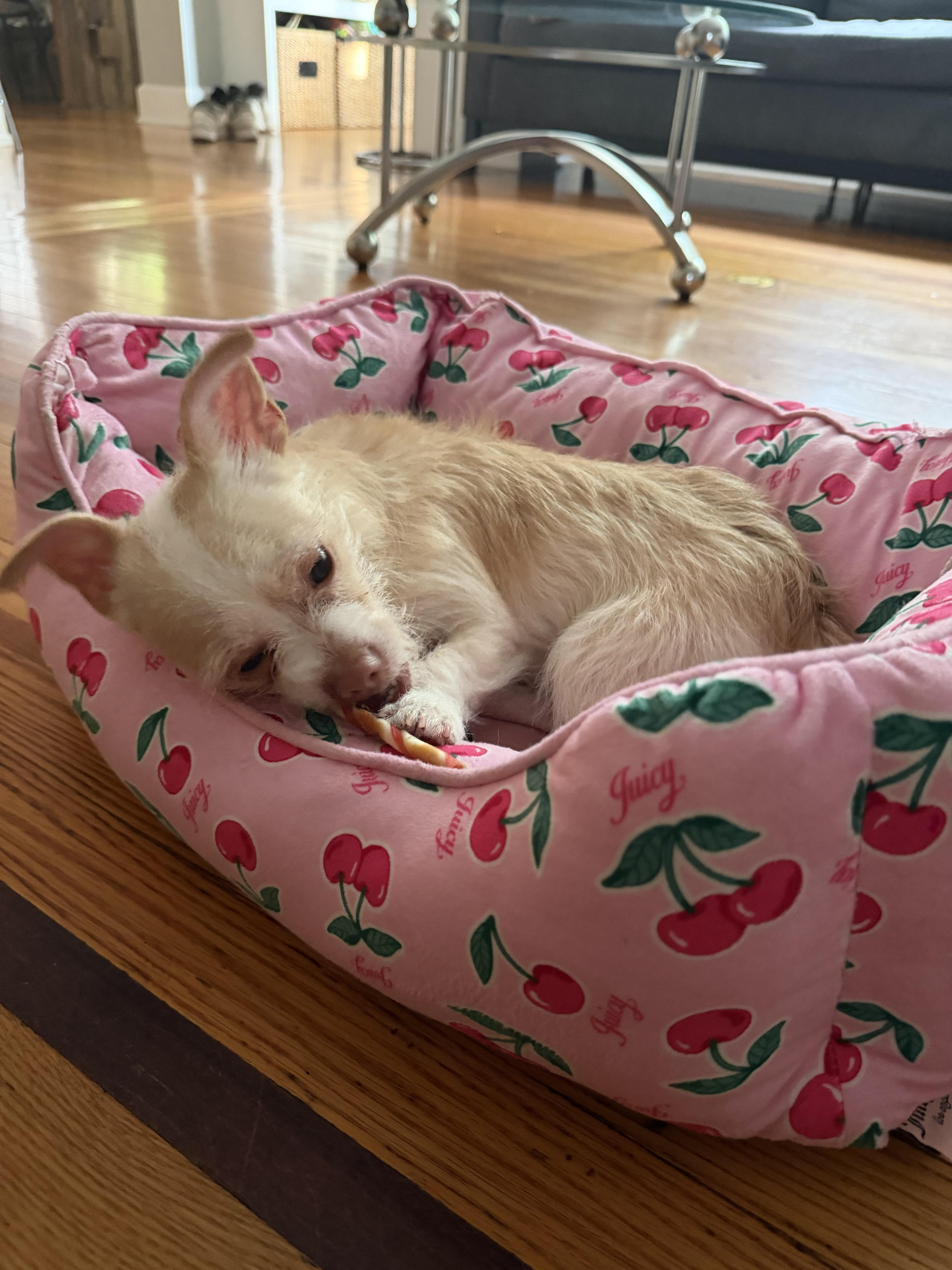 Enlarge Benji, an adopted mixed breed in Montclair, NJ image 5/6