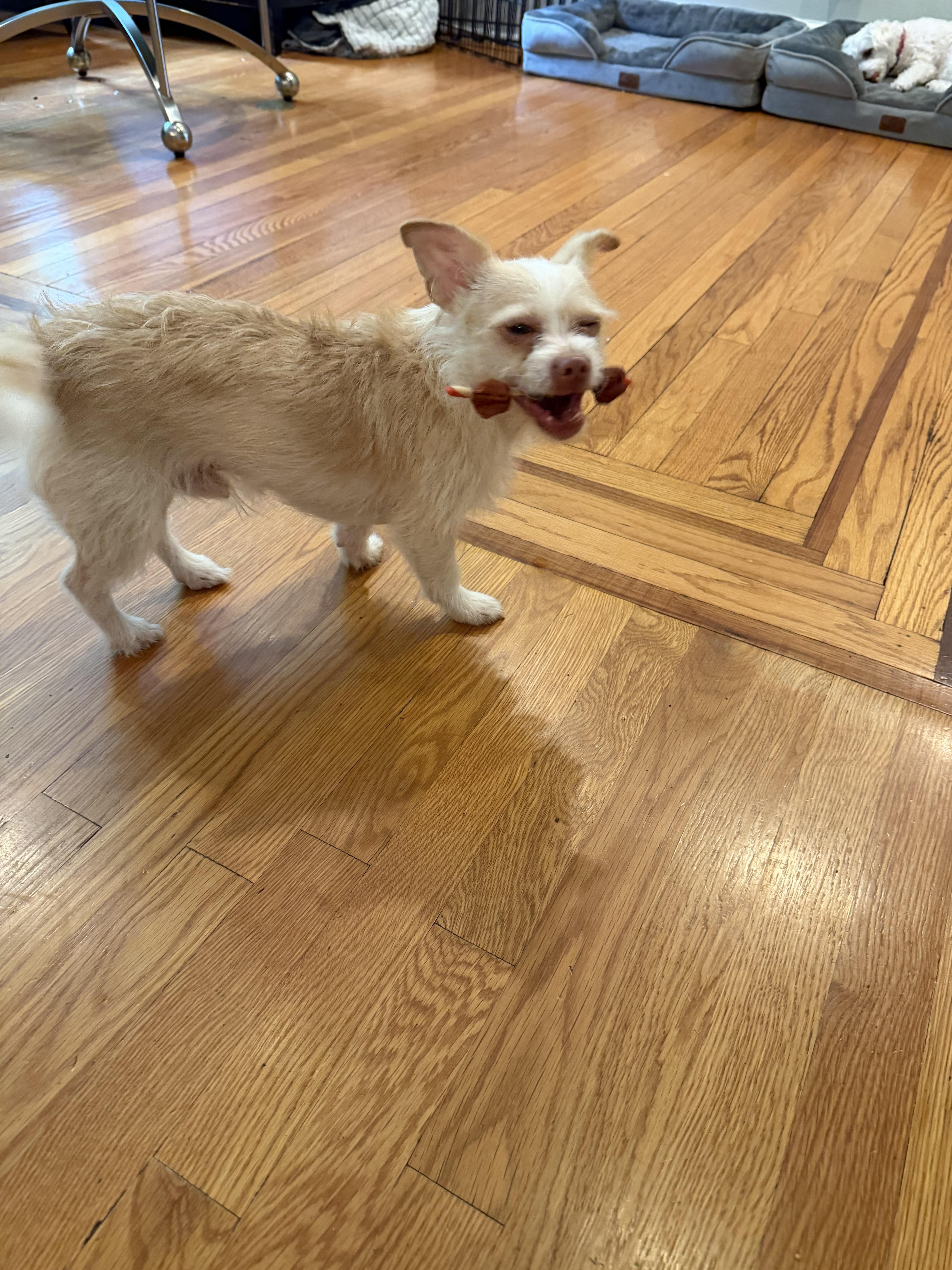 Enlarge Benji, an adopted mixed breed in Montclair, NJ image 6/6