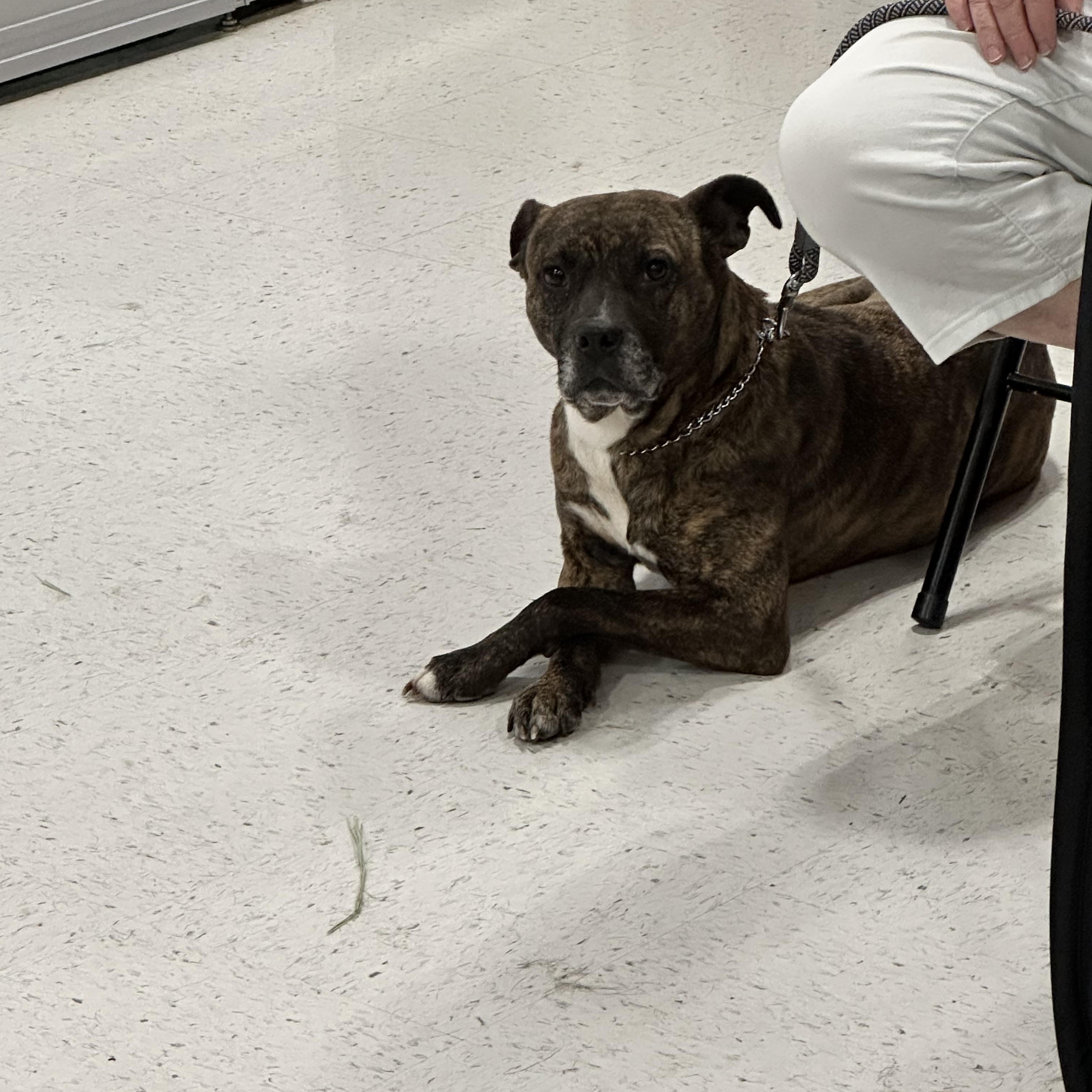 Jada, adopted, Adult Female Boxer.