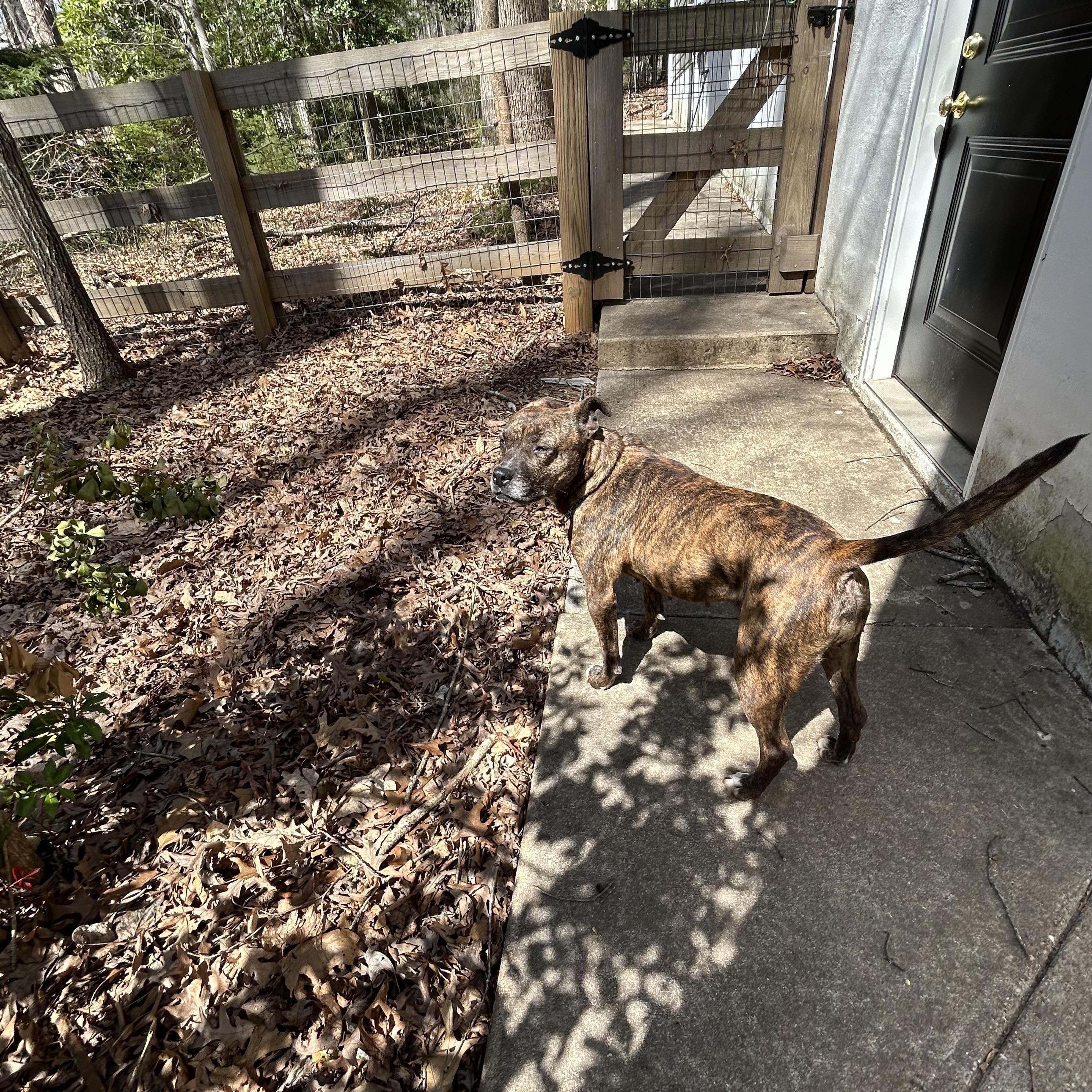 Jada, an adopted Boxer in Ruther Glen, VA image 2/3