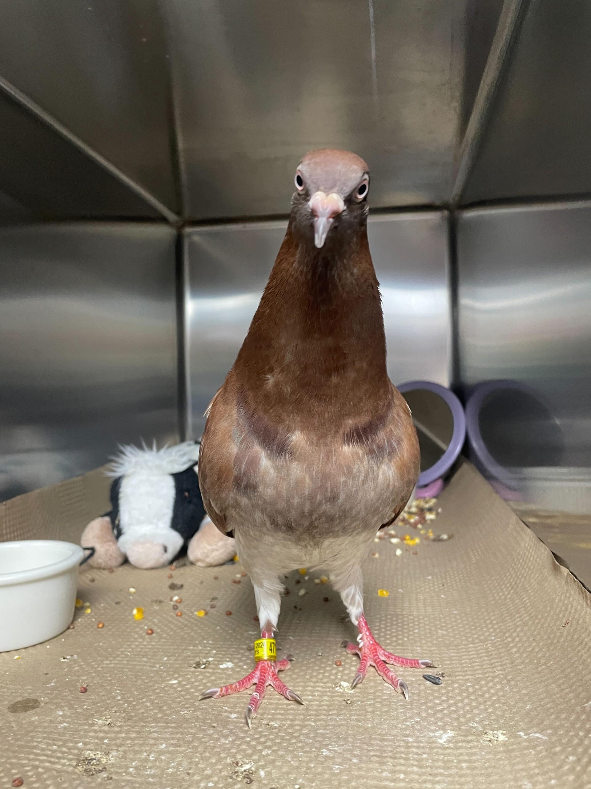 Enlarge Kapapa, a Adopted Pigeon in New York, NY image 1/5