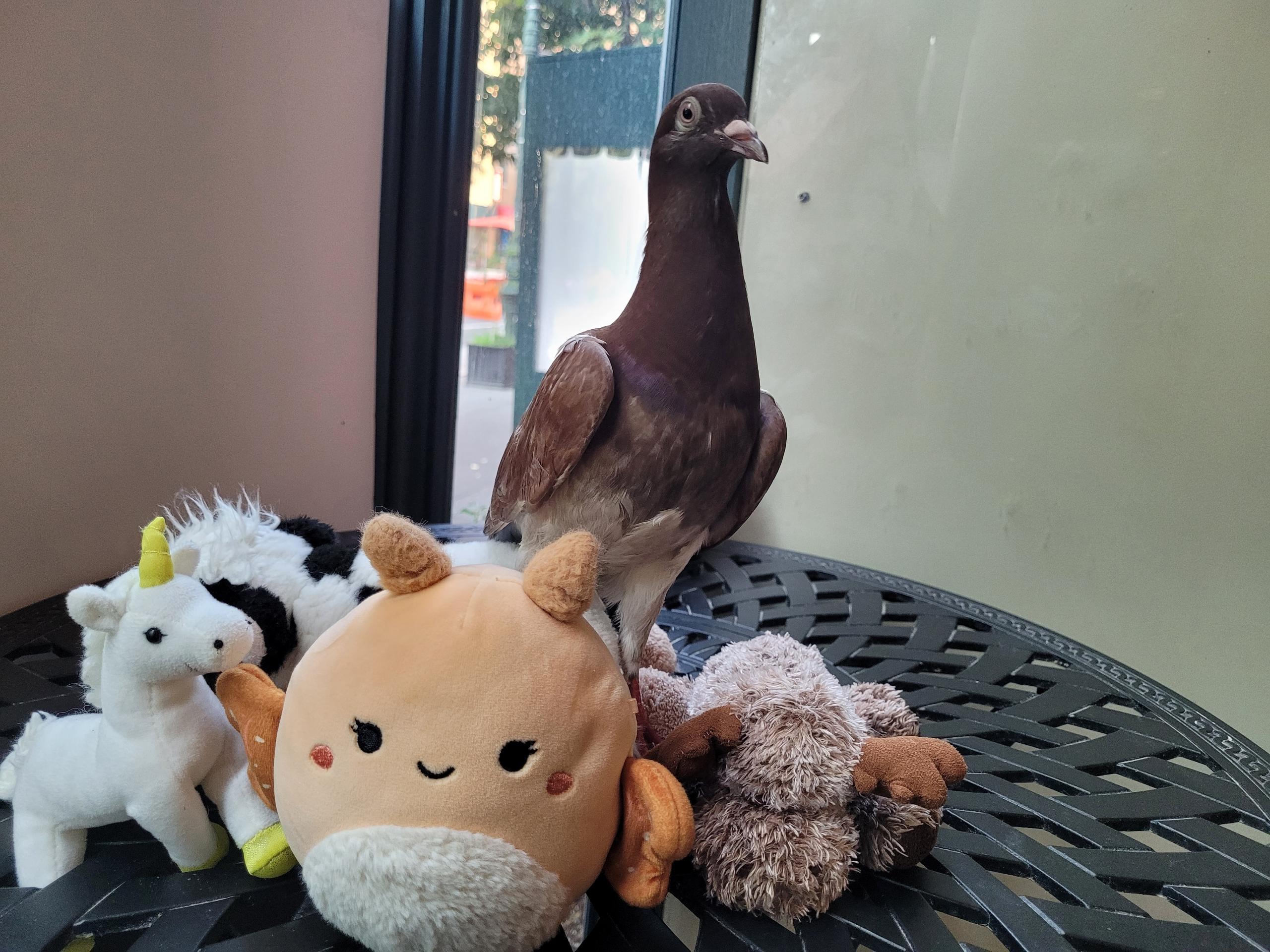 Enlarge Kapapa, a Adopted Pigeon in New York, NY image 2/5