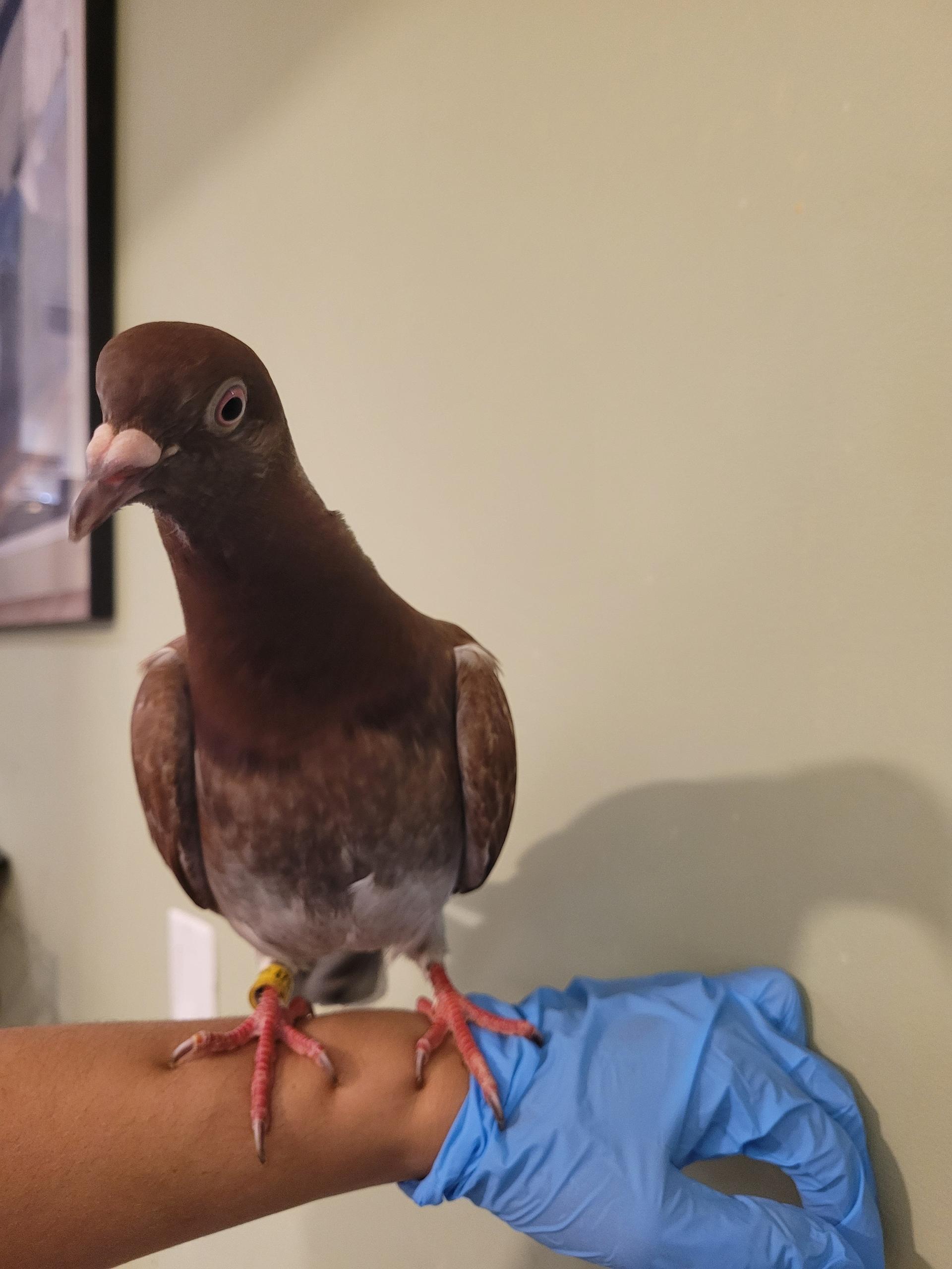 Enlarge Kapapa, a Adopted Pigeon in New York, NY image 3/5