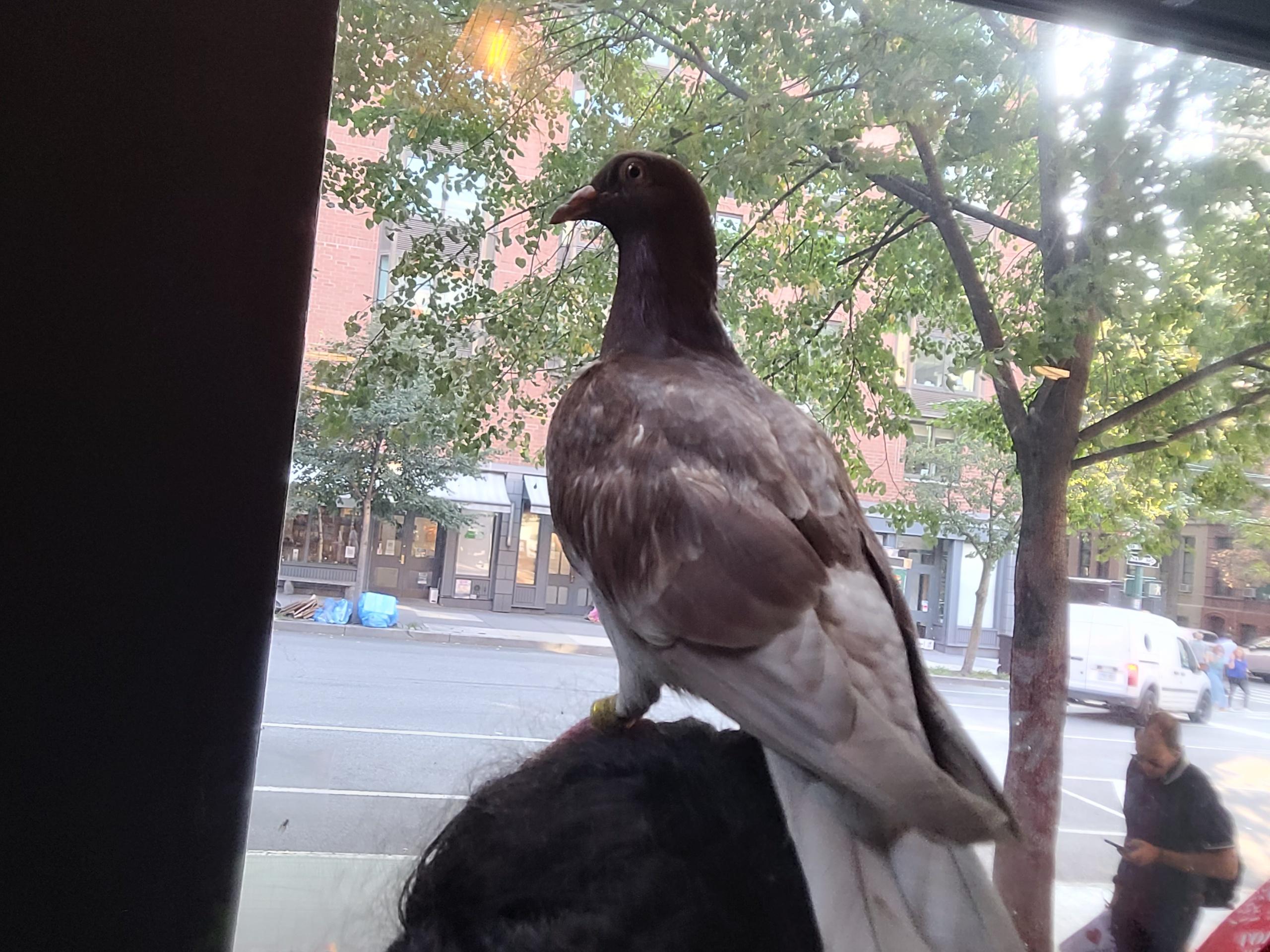 Enlarge Kapapa, a Adopted Pigeon in New York, NY image 4/5