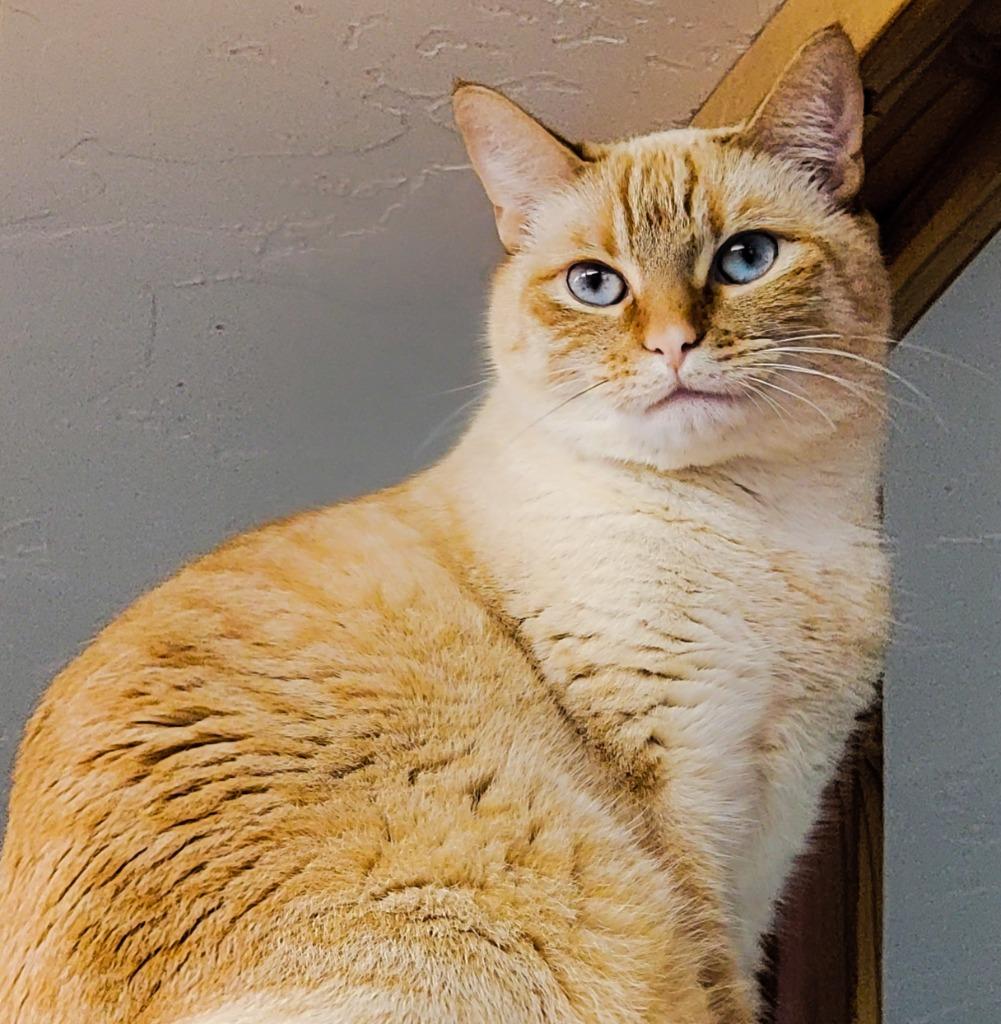 Enlarge Snowball, a Adopted Siamese in Gold Beach, OR image 1/2