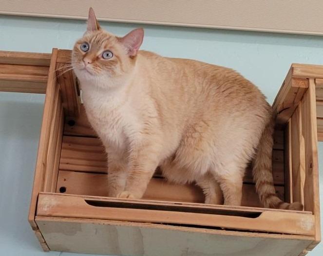 Enlarge Snowball, a Adopted Siamese in Gold Beach, OR image 2/2