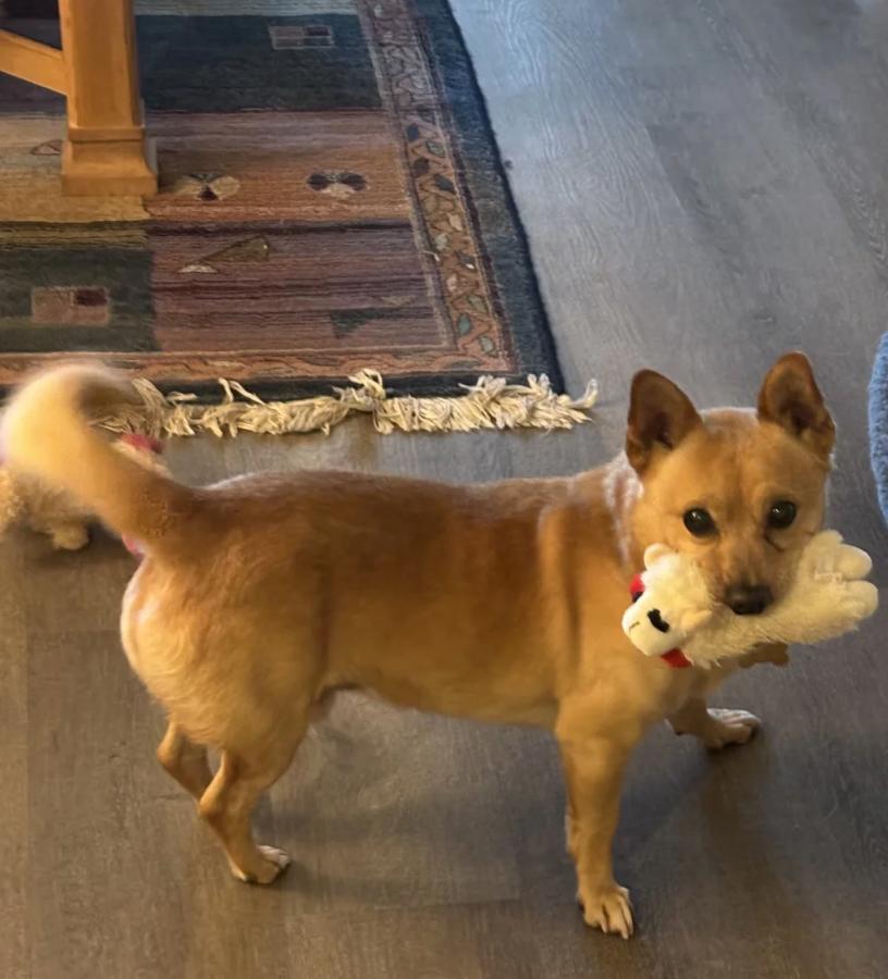 Kaboodle, a ADOPTABLE mixed breed in Davis, CA image 5/5