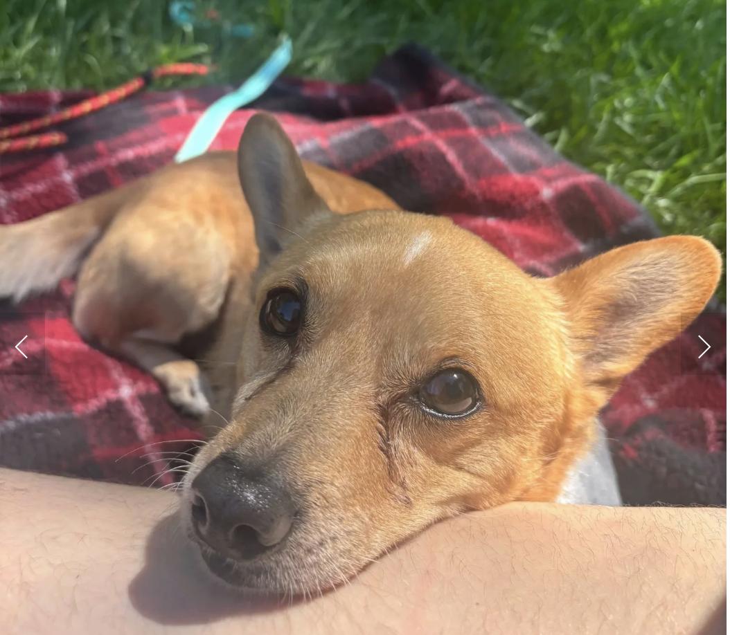Kaboodle, ADOPTABLE, Adult Male Corgi.