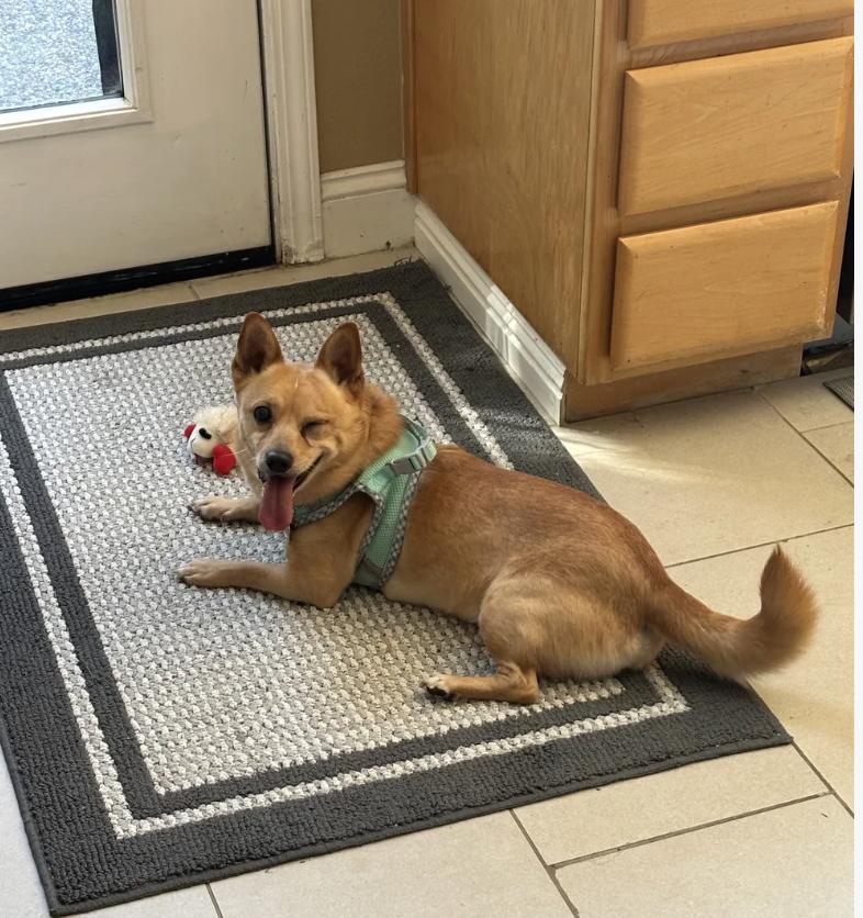 Kaboodle, a ADOPTABLE mixed breed in Davis, CA image 4/5