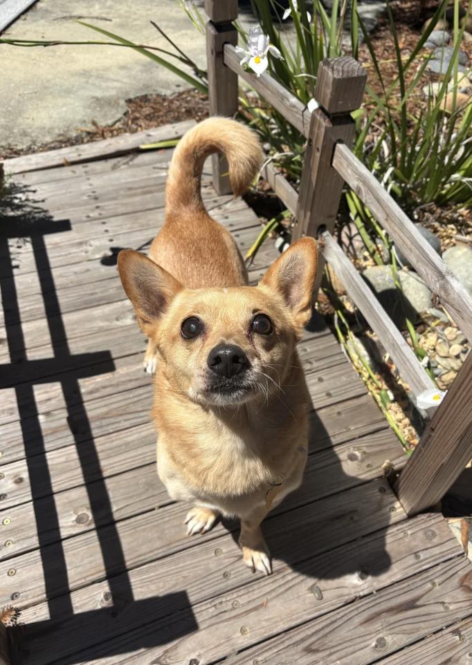 Kaboodle, a ADOPTABLE mixed breed in Davis, CA image 2/5