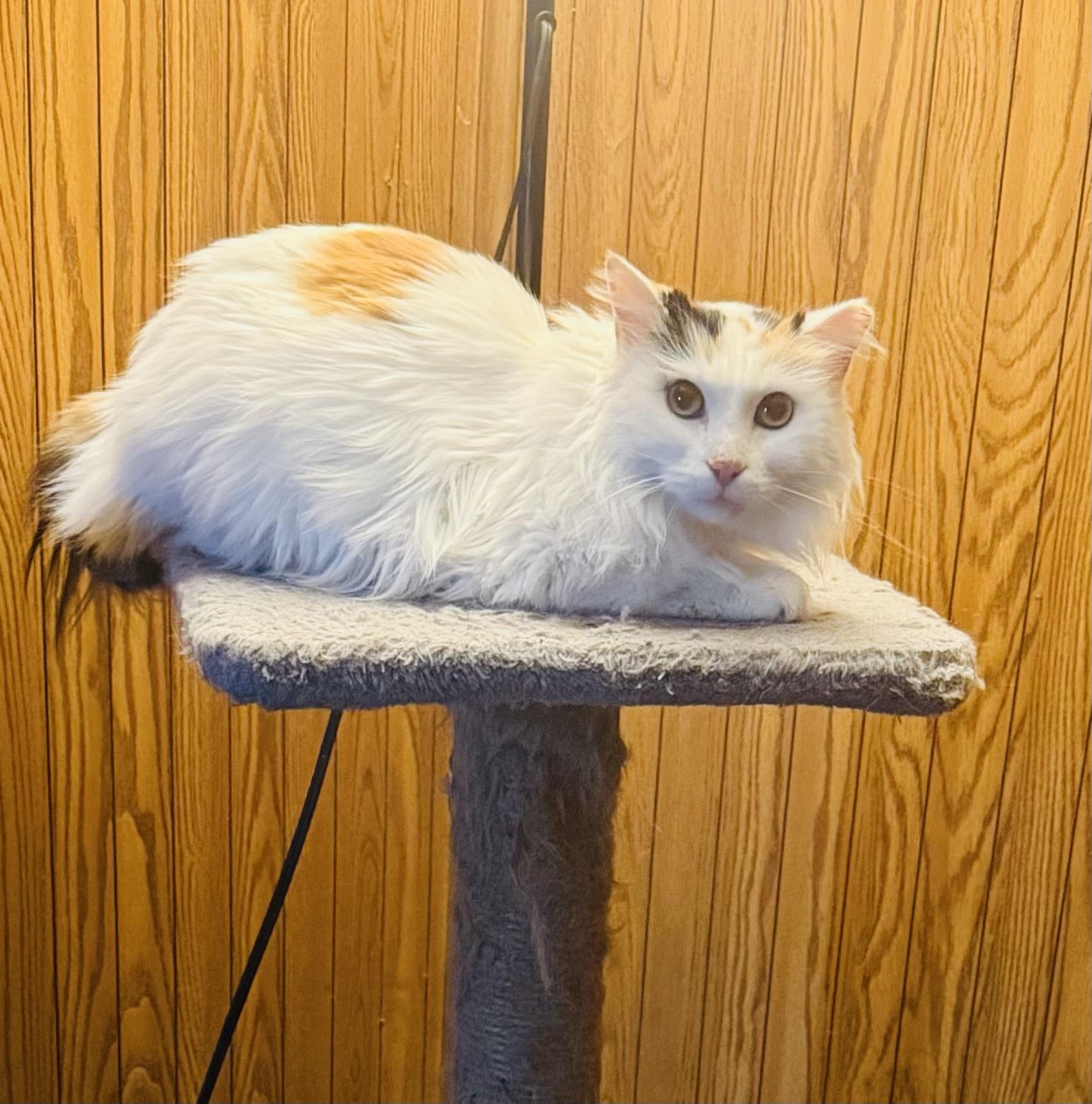 Enlarge Cinder (Gahanna, OH), an adopted Domestic Long Hair in Gahanna, OH image 2/3