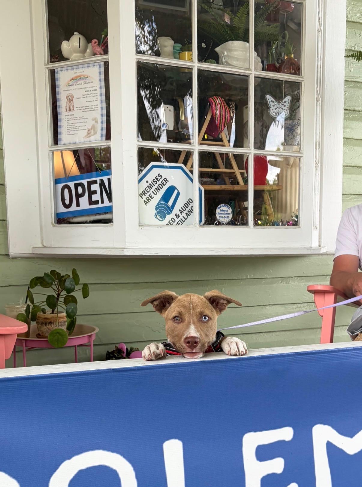 Enlarge Sasha, a ADOPTABLE mixed breed in Wilmington, NC image 3/3