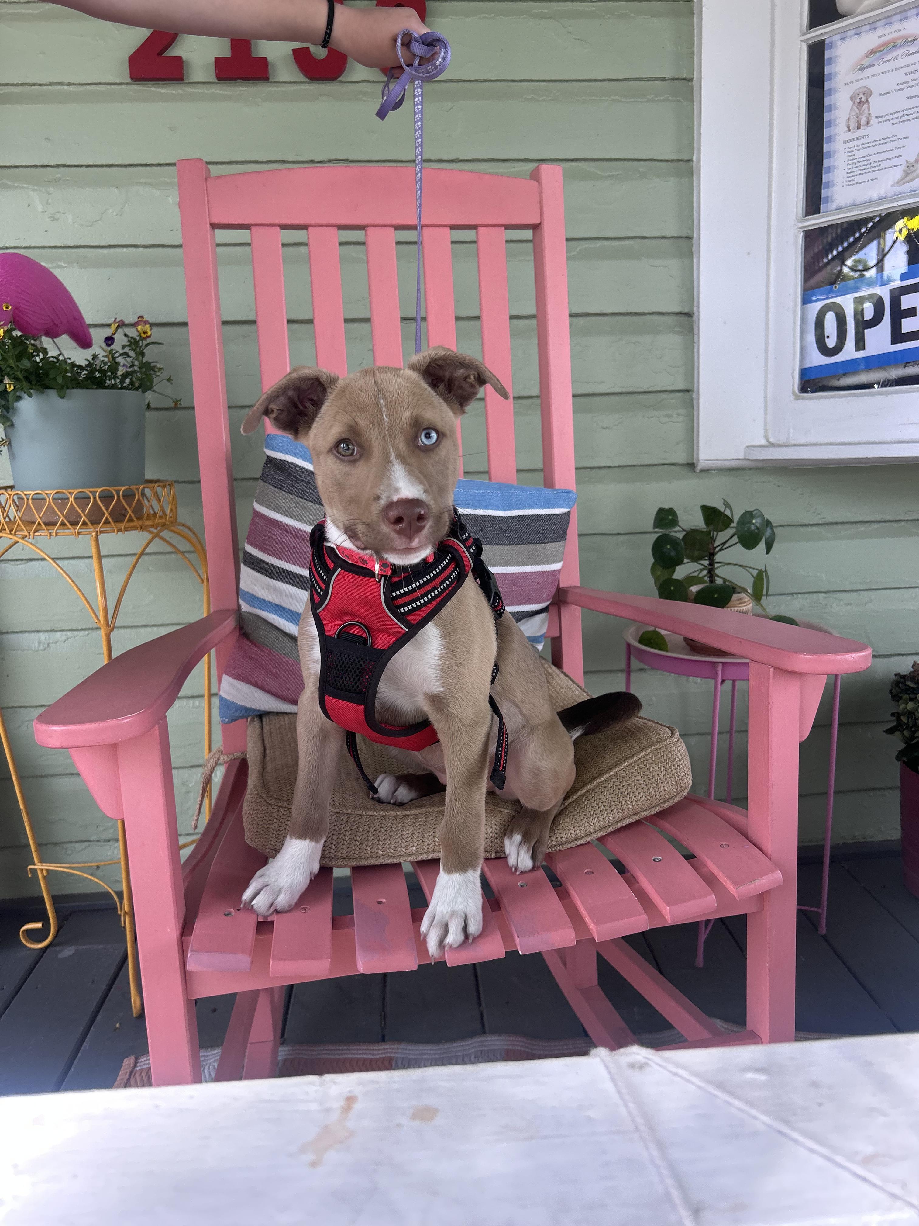 Sasha, ADOPTABLE, Young Female Pit Bull Terrier & Labrador Retriever.