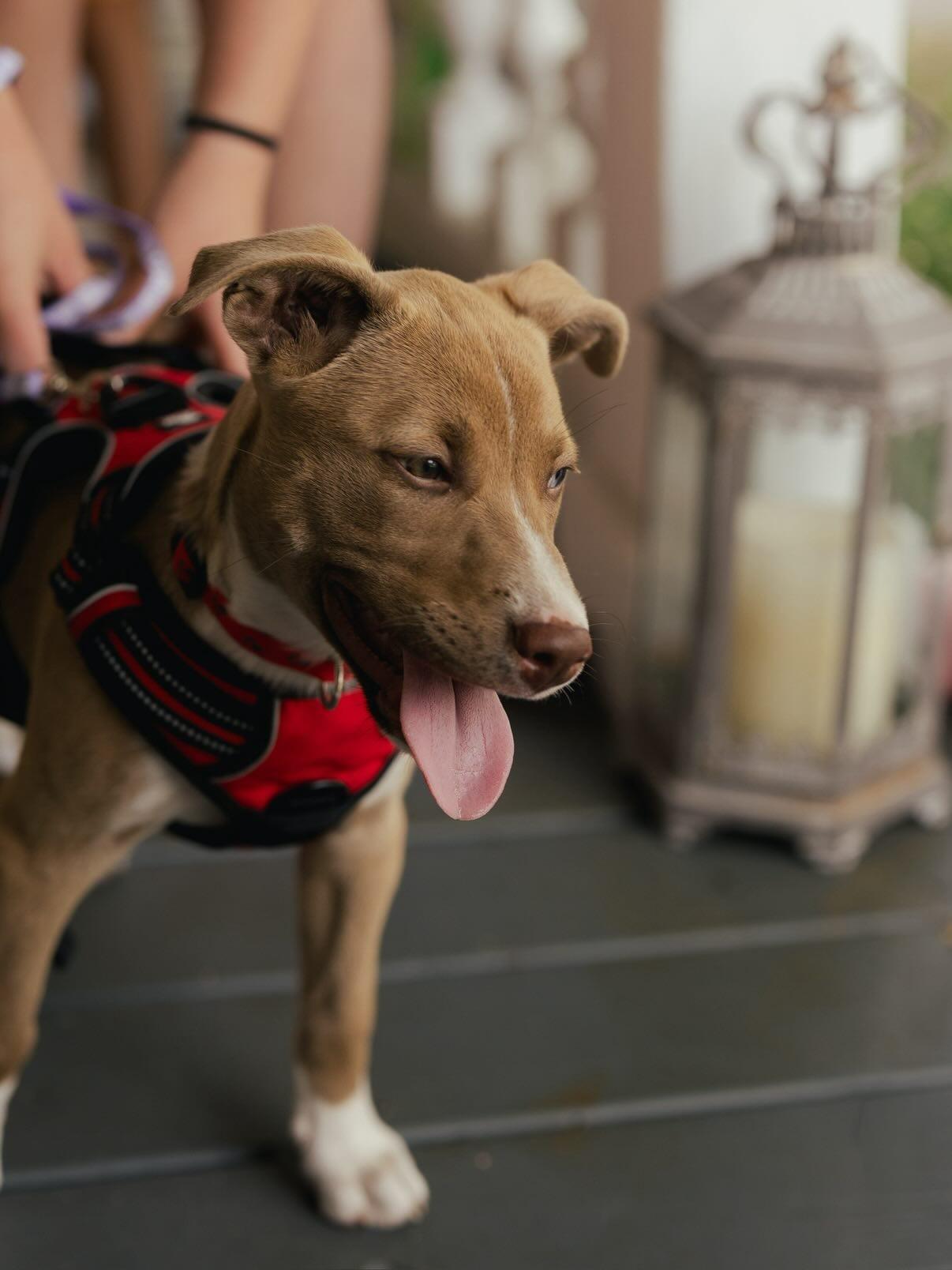 Enlarge Sasha, a ADOPTABLE mixed breed in Wilmington, NC image 2/3
