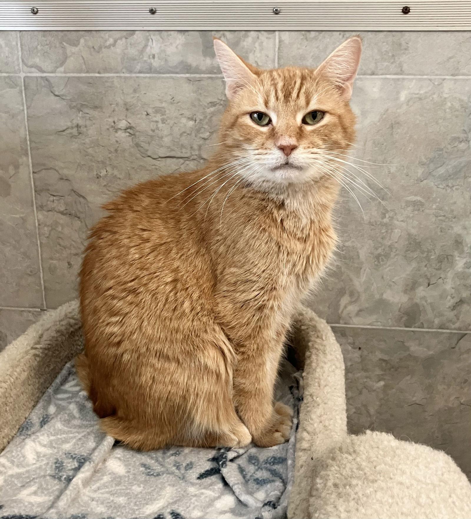 Boom Boom — thumbnail 3