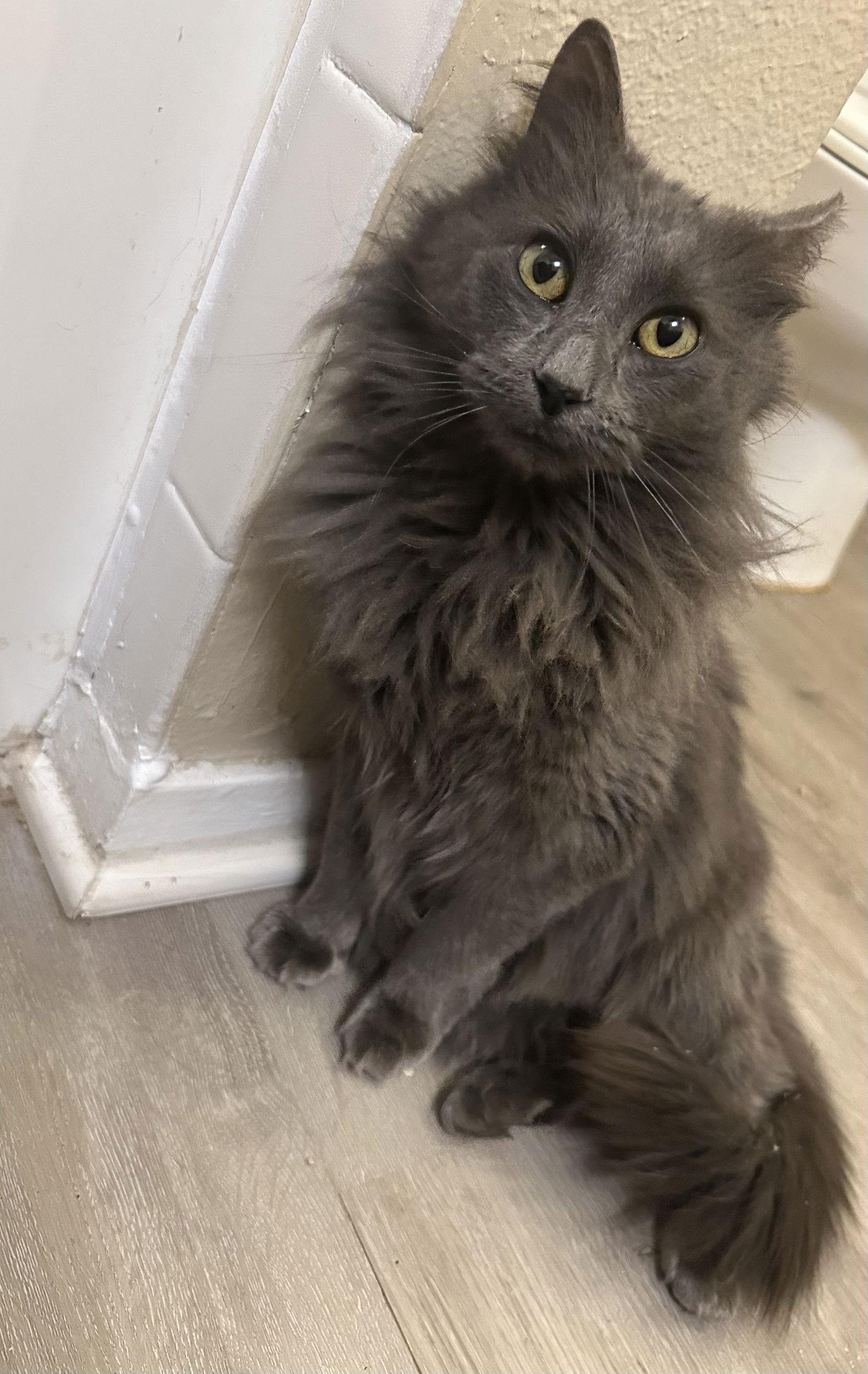 Enlarge Penelope, a Adoptable mixed breed in Garland, TX image 1/3