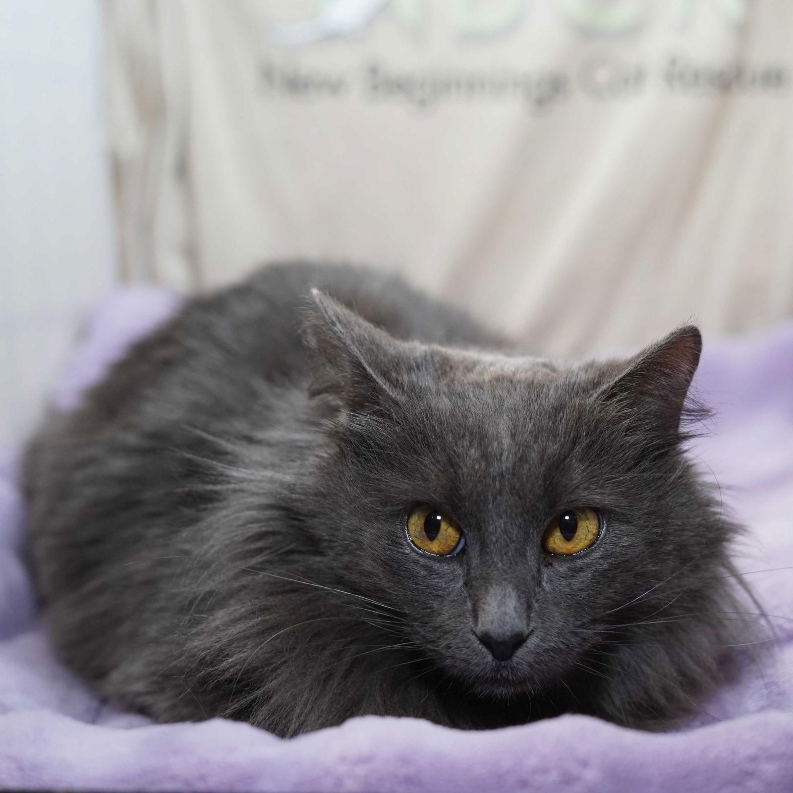 Enlarge Penelope, a Adoptable mixed breed in Garland, TX image 2/3