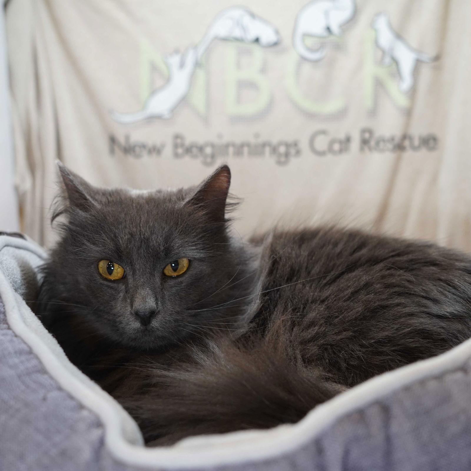 Enlarge Penelope, a Adoptable mixed breed in Garland, TX image 3/3