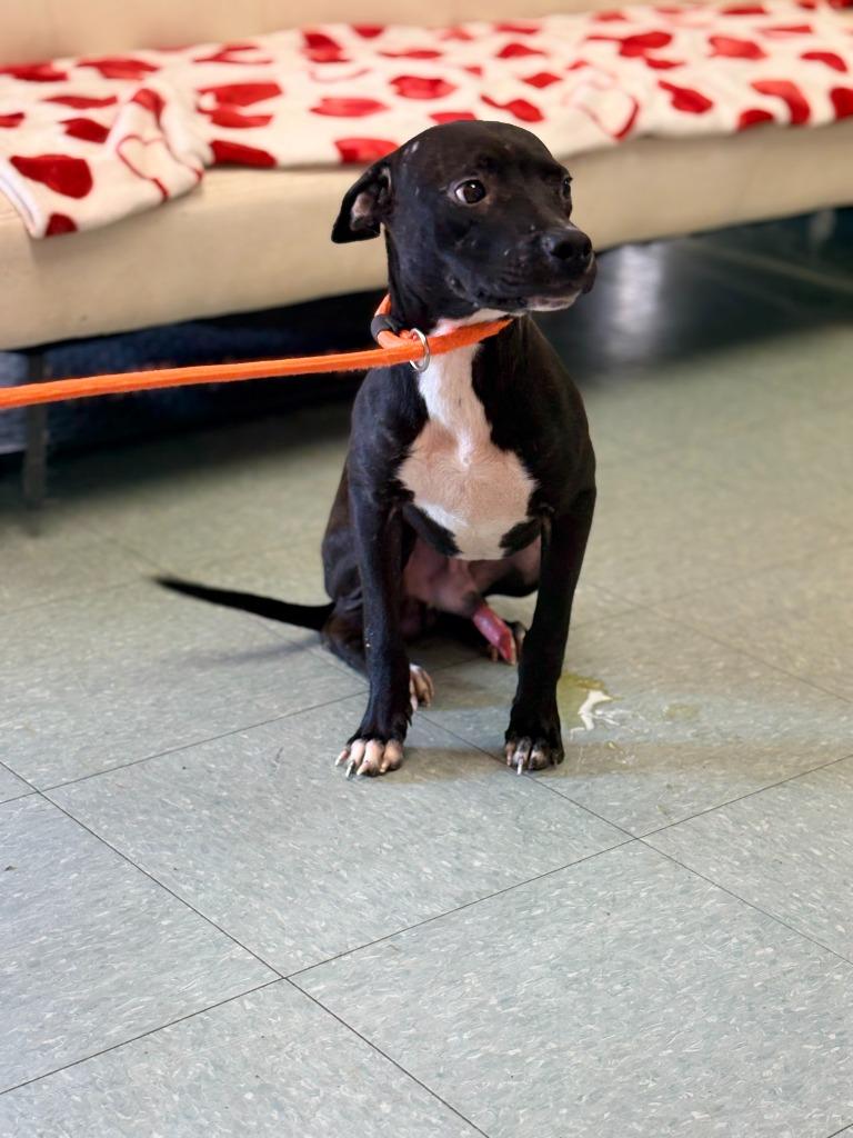 Juicy, Adoptable, Young Male Mixed Breed.