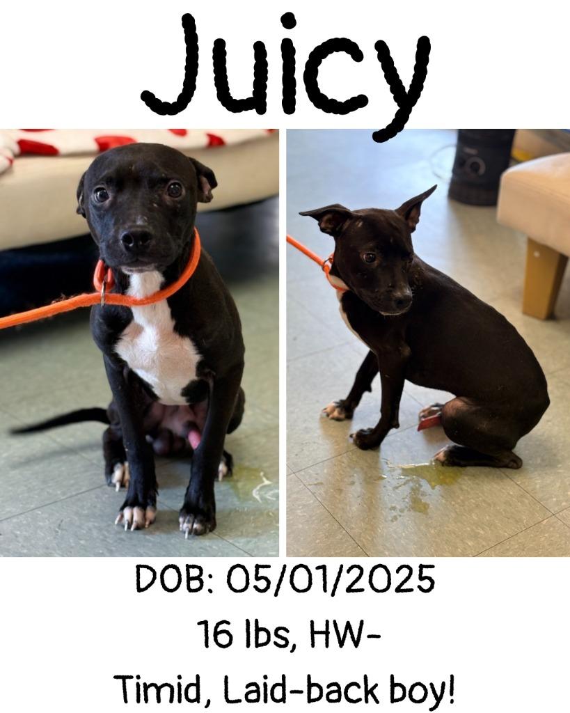 Juicy, a Adoptable mixed breed in Albany, GA image 2/4