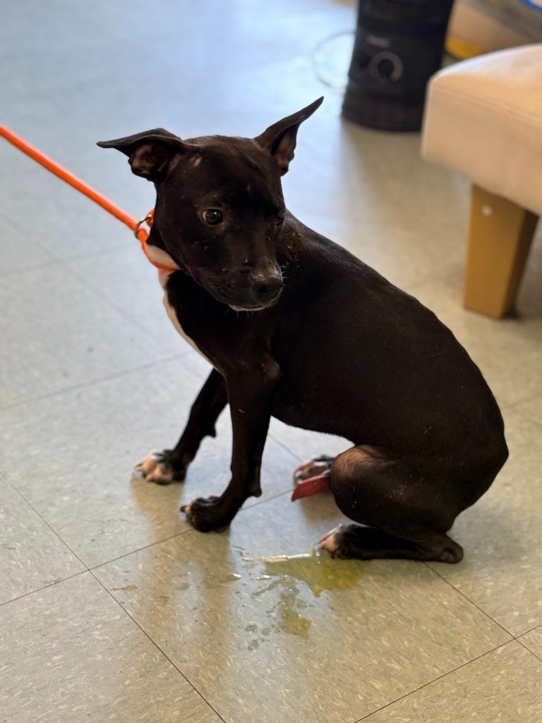 Juicy, a Adoptable mixed breed in Albany, GA image 3/4