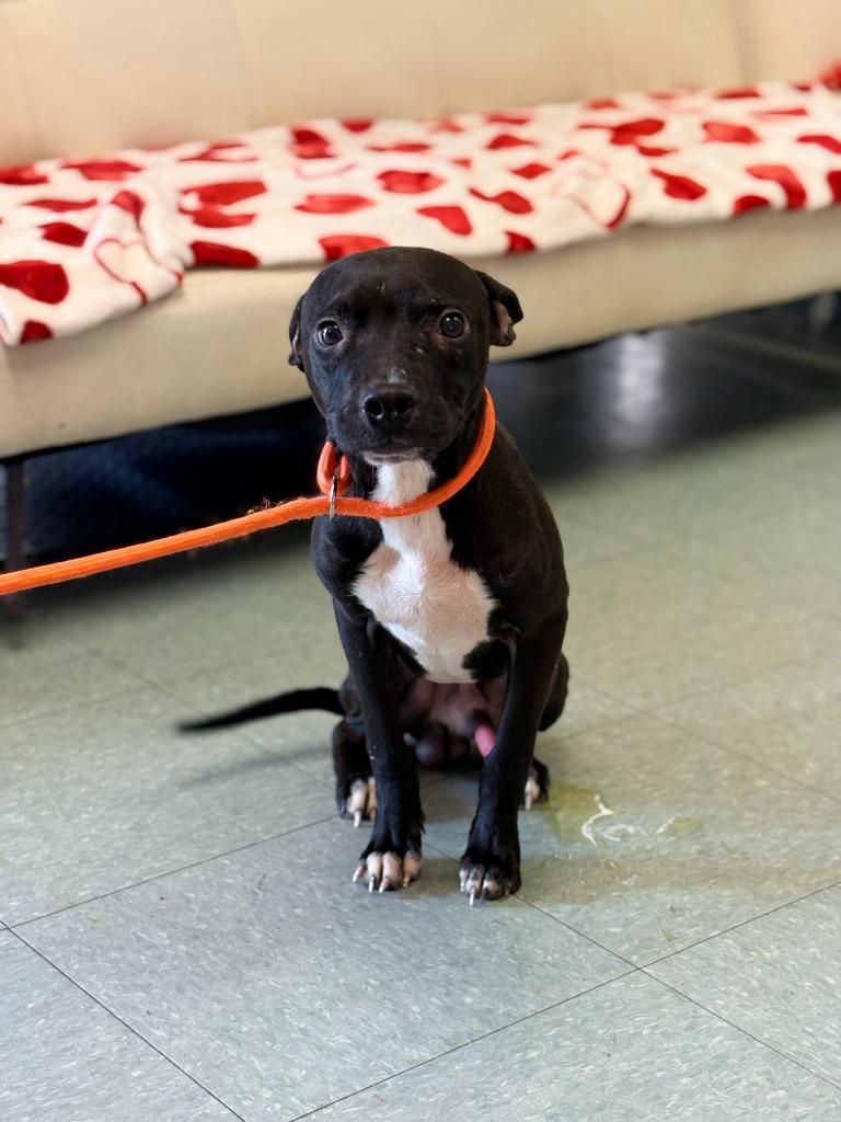 Juicy, a Adoptable mixed breed in Albany, GA image 4/4