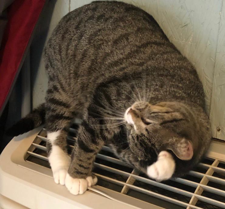 Enlarge Toeby, a Adoptable mixed breed in Ballwin, MO image 2/3