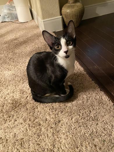 Goatee — thumbnail 2