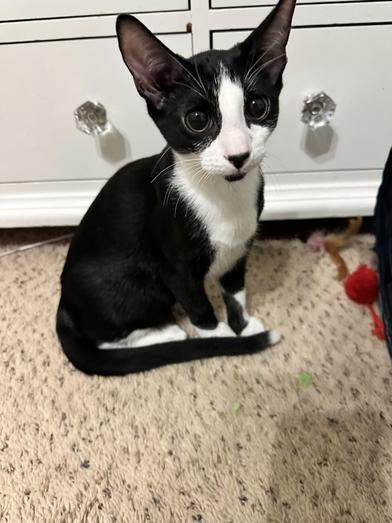 Goatee — thumbnail 3