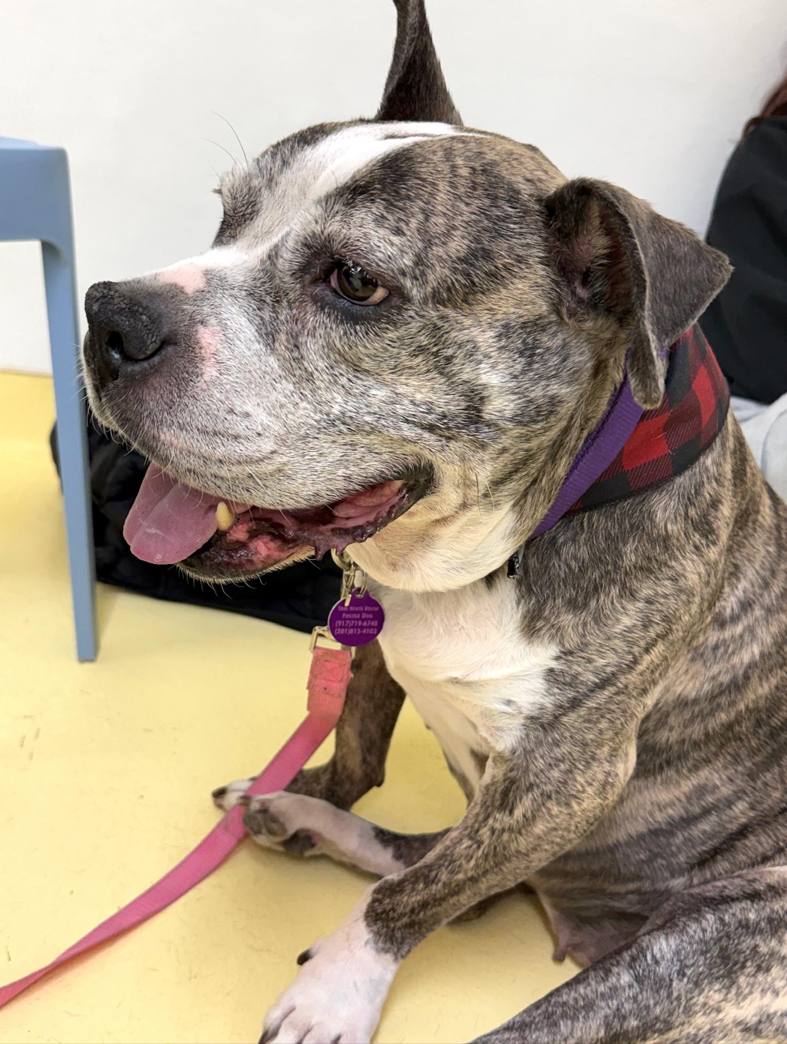 Zoe, a Adoptable mixed breed in Brooklyn, NY image 6/6