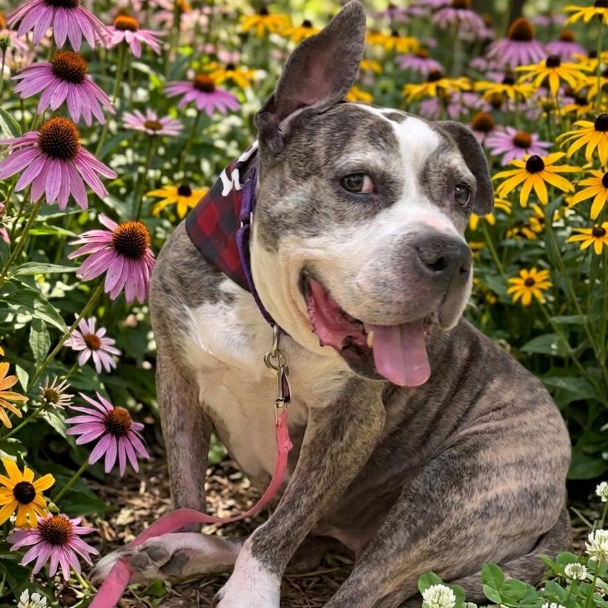 Zoe, a Adoptable mixed breed in Brooklyn, NY image 1/6