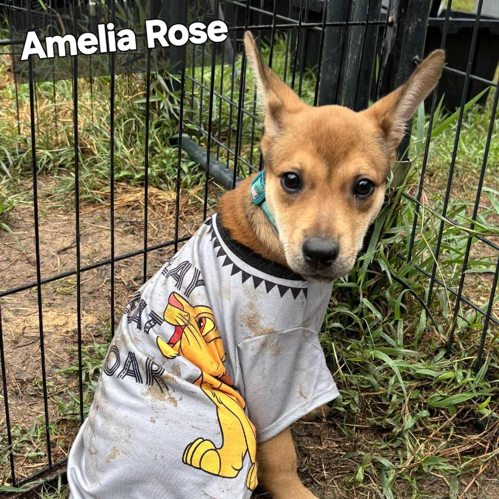 Amelia Rose, Adoptable, Young Female Shepherd & Black Mouth Cur.