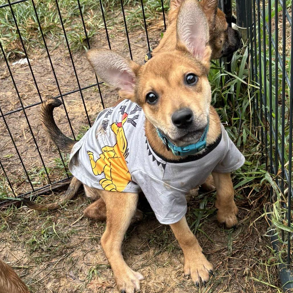 Amelia Rose, a Adoptable mixed breed in Livingston, TX image 2/6