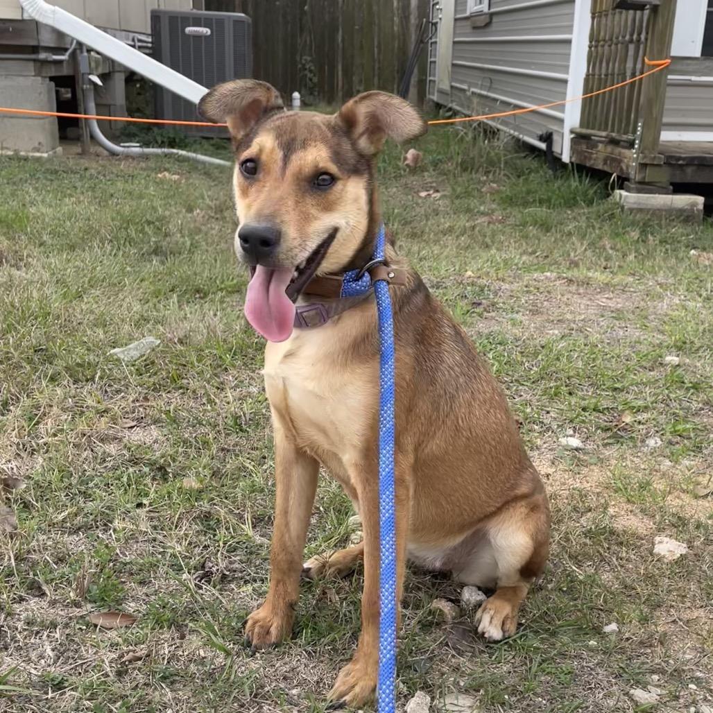 Amelia Rose, a Adoptable mixed breed in Livingston, TX image 3/6