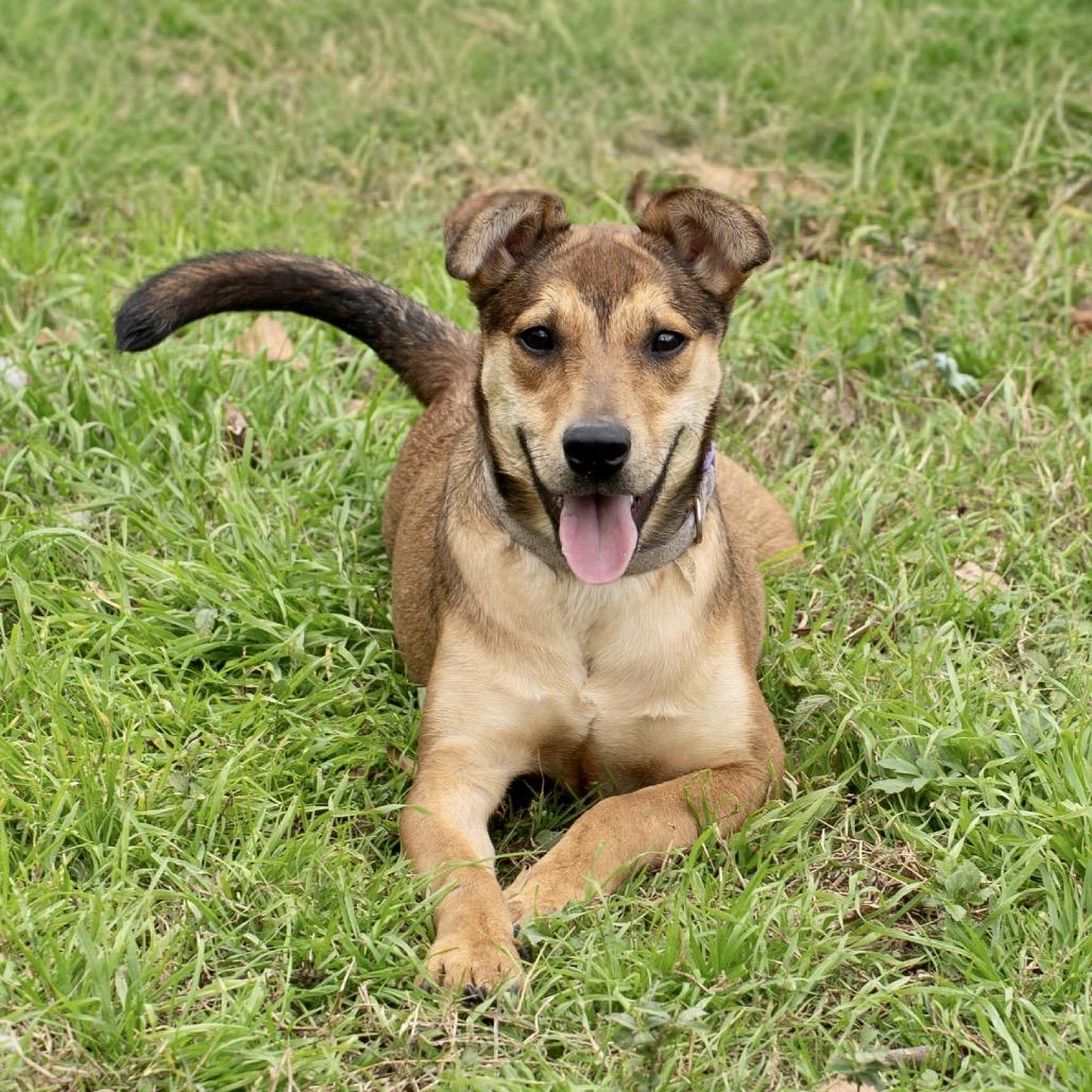 Amelia Rose, a Adoptable mixed breed in Livingston, TX image 4/6